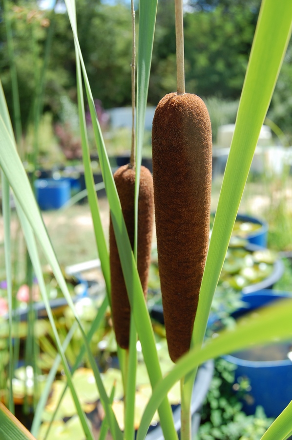 acheter Typha Latifolia for sale buy on line (7)