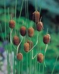 acheter Typha Minima for sale buy on line (1)