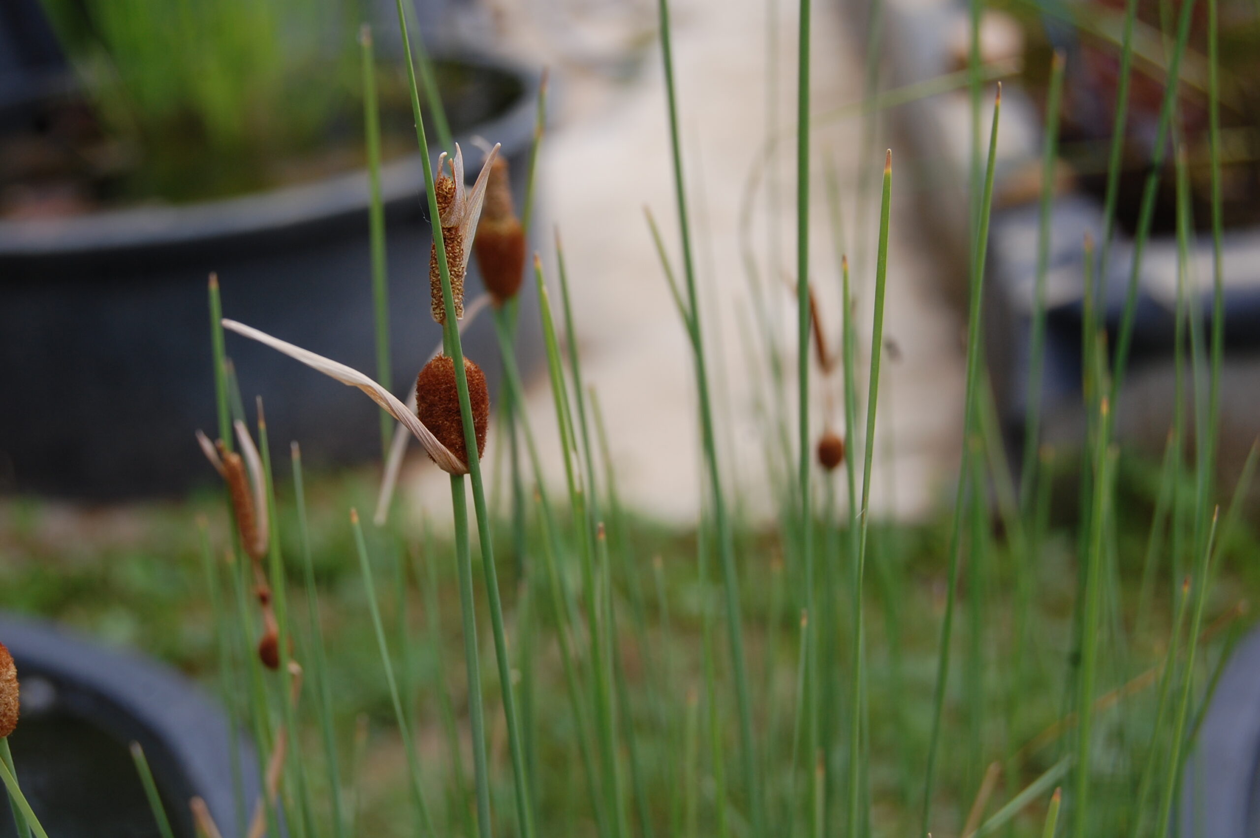 acheter Typha Minima for sale buy on line (2)