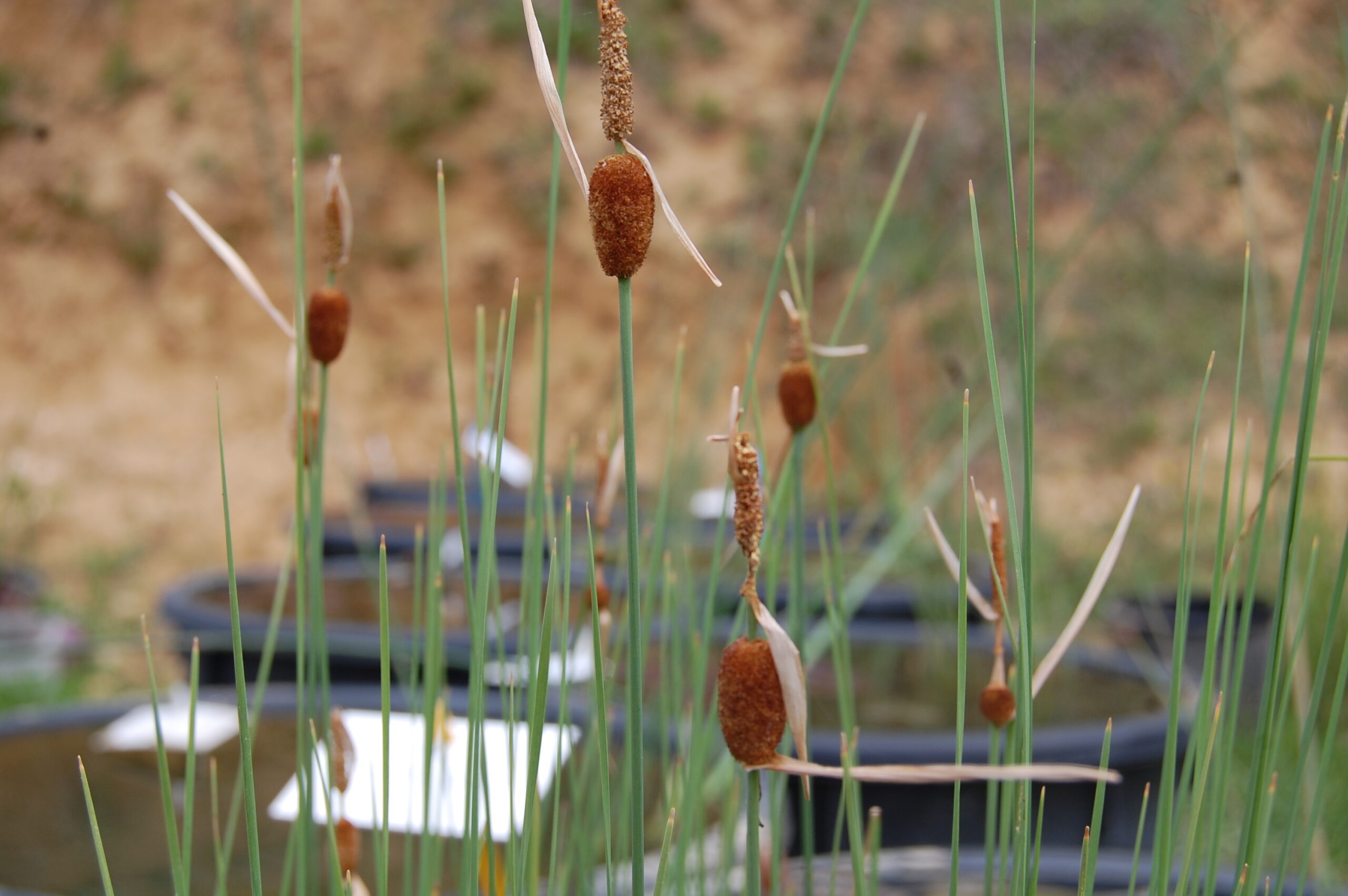 acheter Typha Minima for sale buy on line (3)