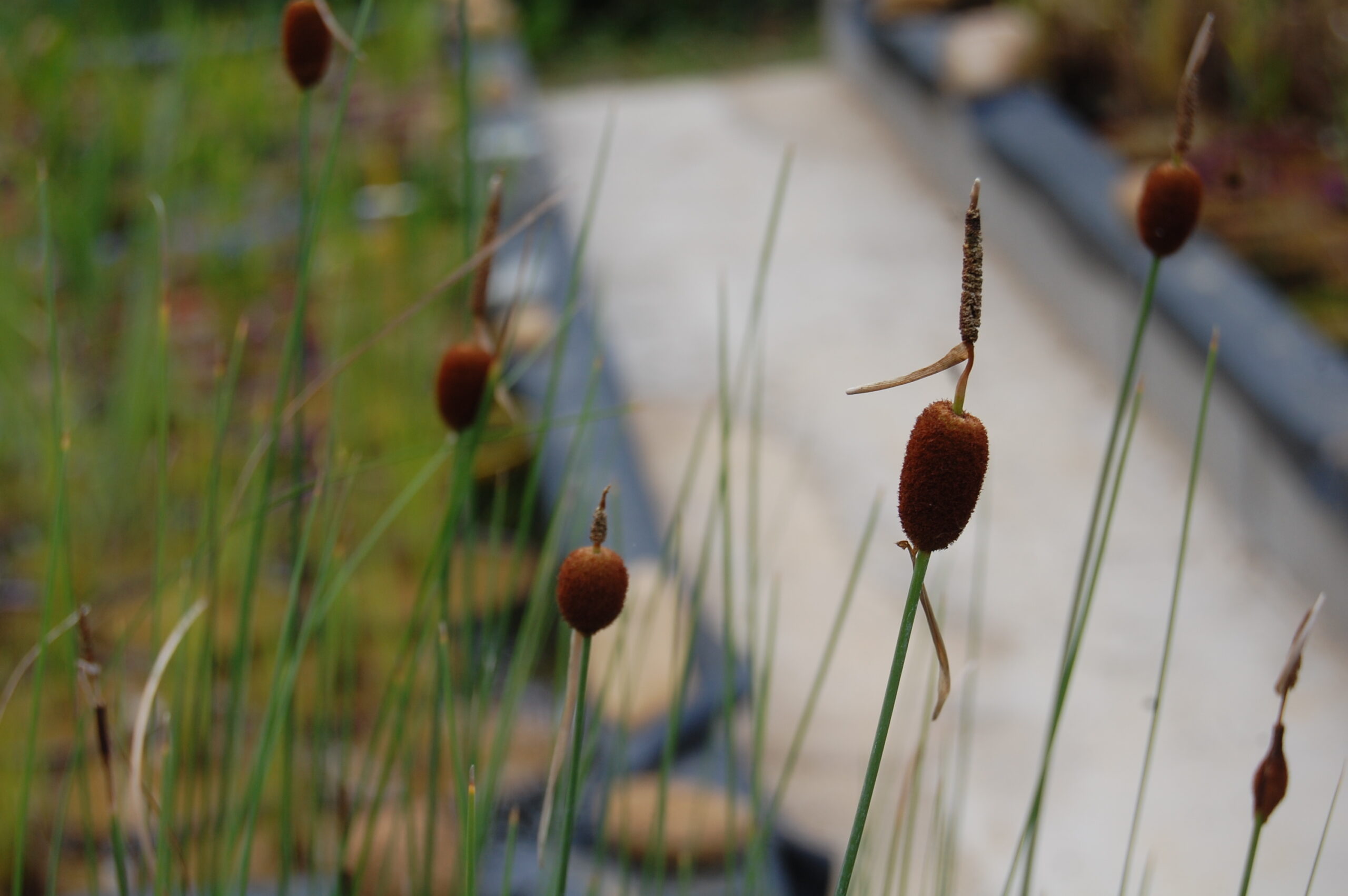 acheter Typha Minima for sale buy on line (4)