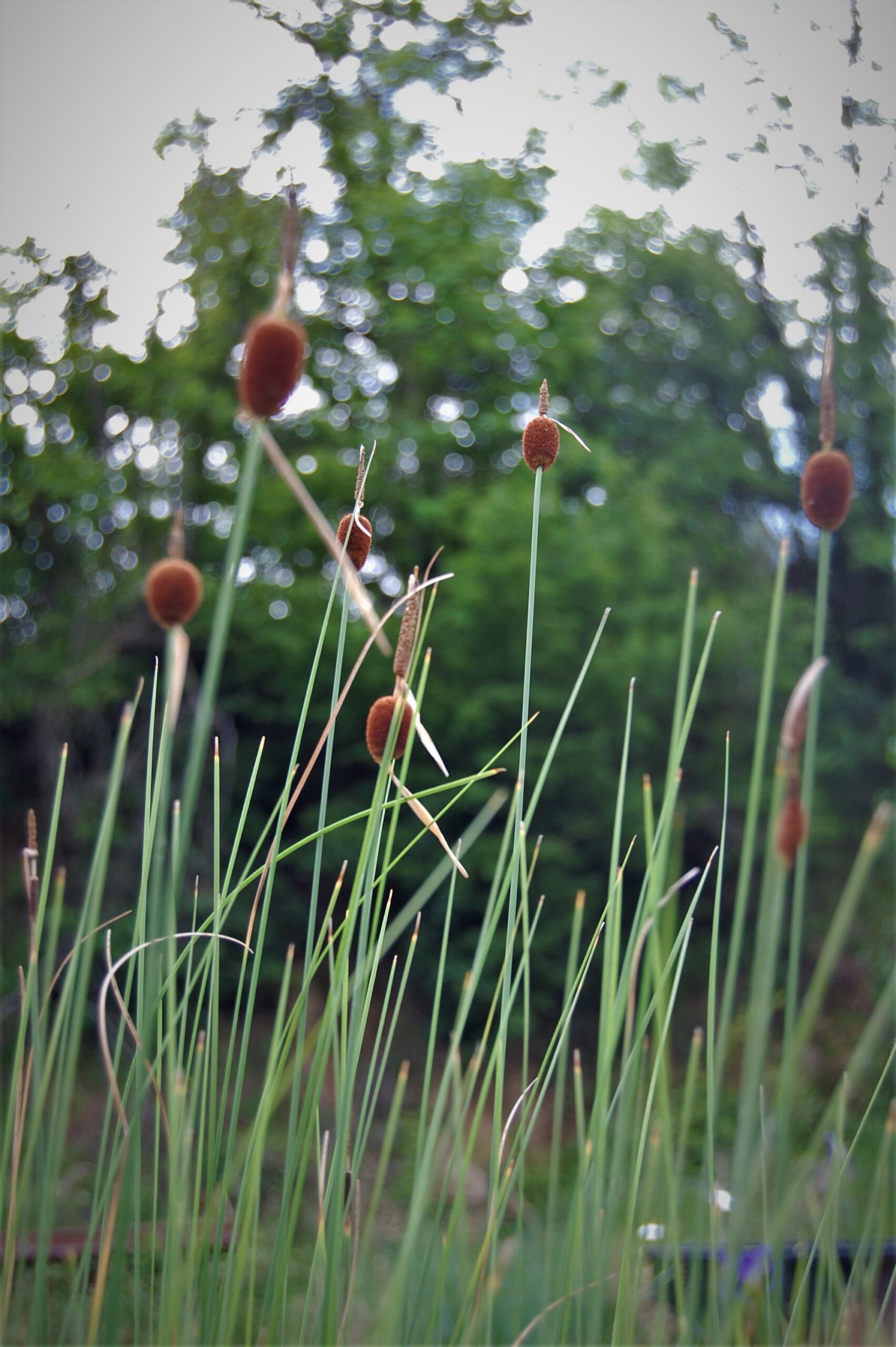 acheter Typha Minima for sale buy on line (5)