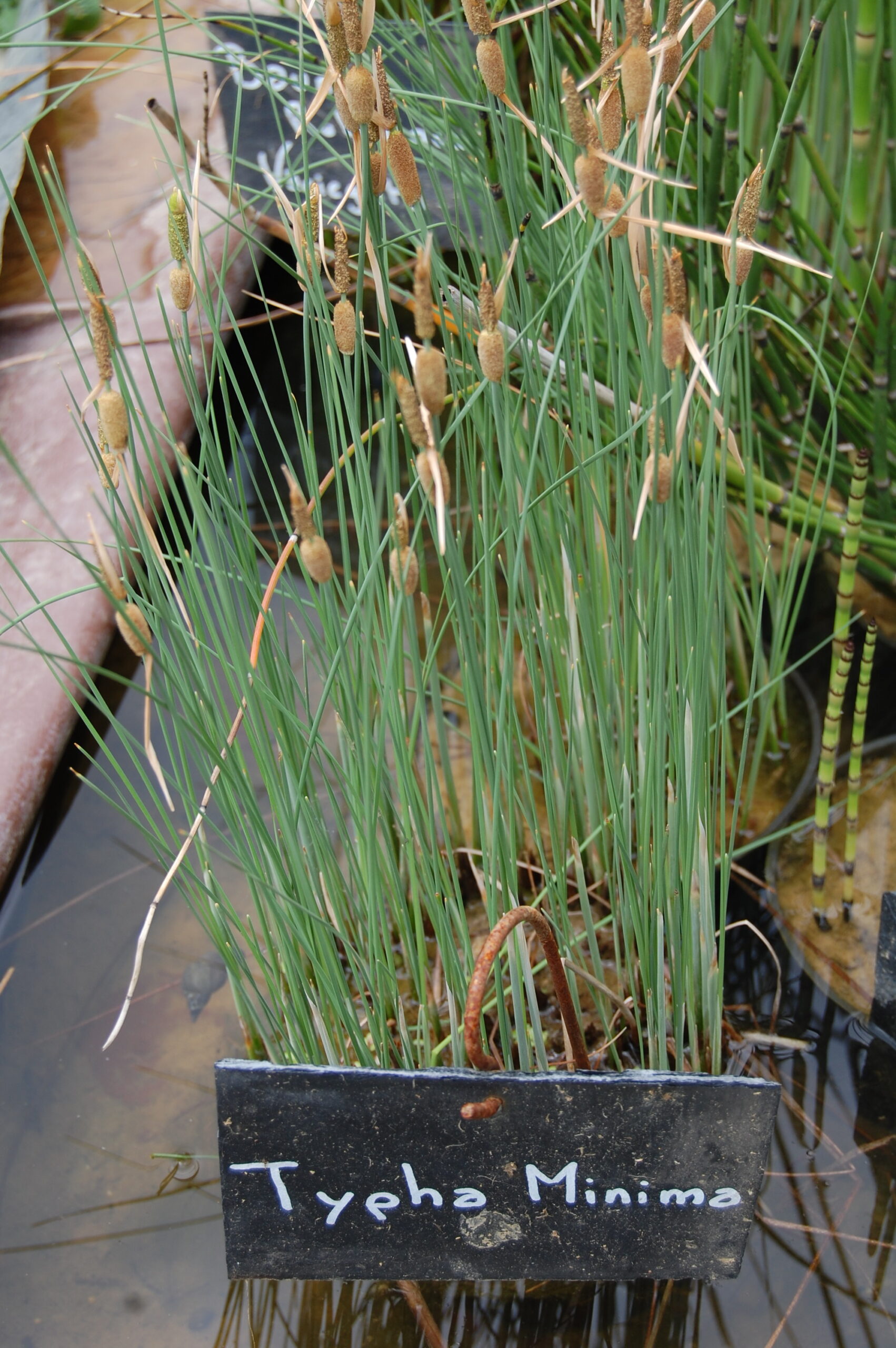 acheter Typha Minima for sale buy on line (7)