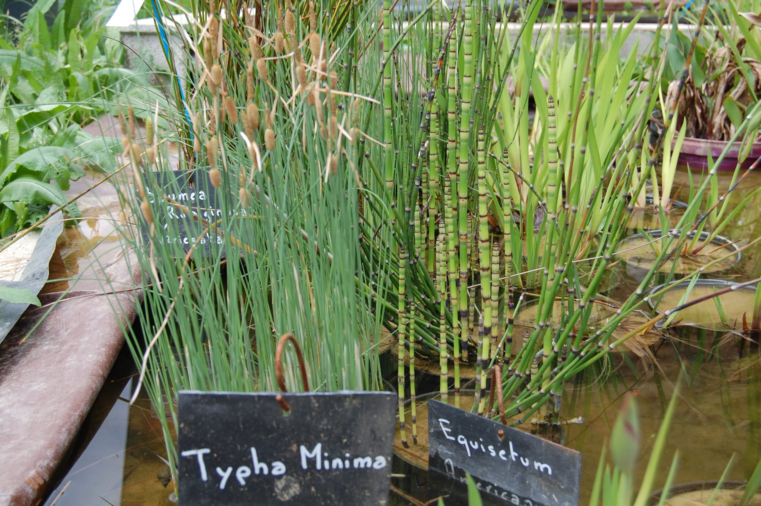 acheter Typha Minima for sale buy on line (8)