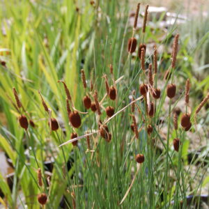 acheter Typha Minima for sale buy on line (9)
