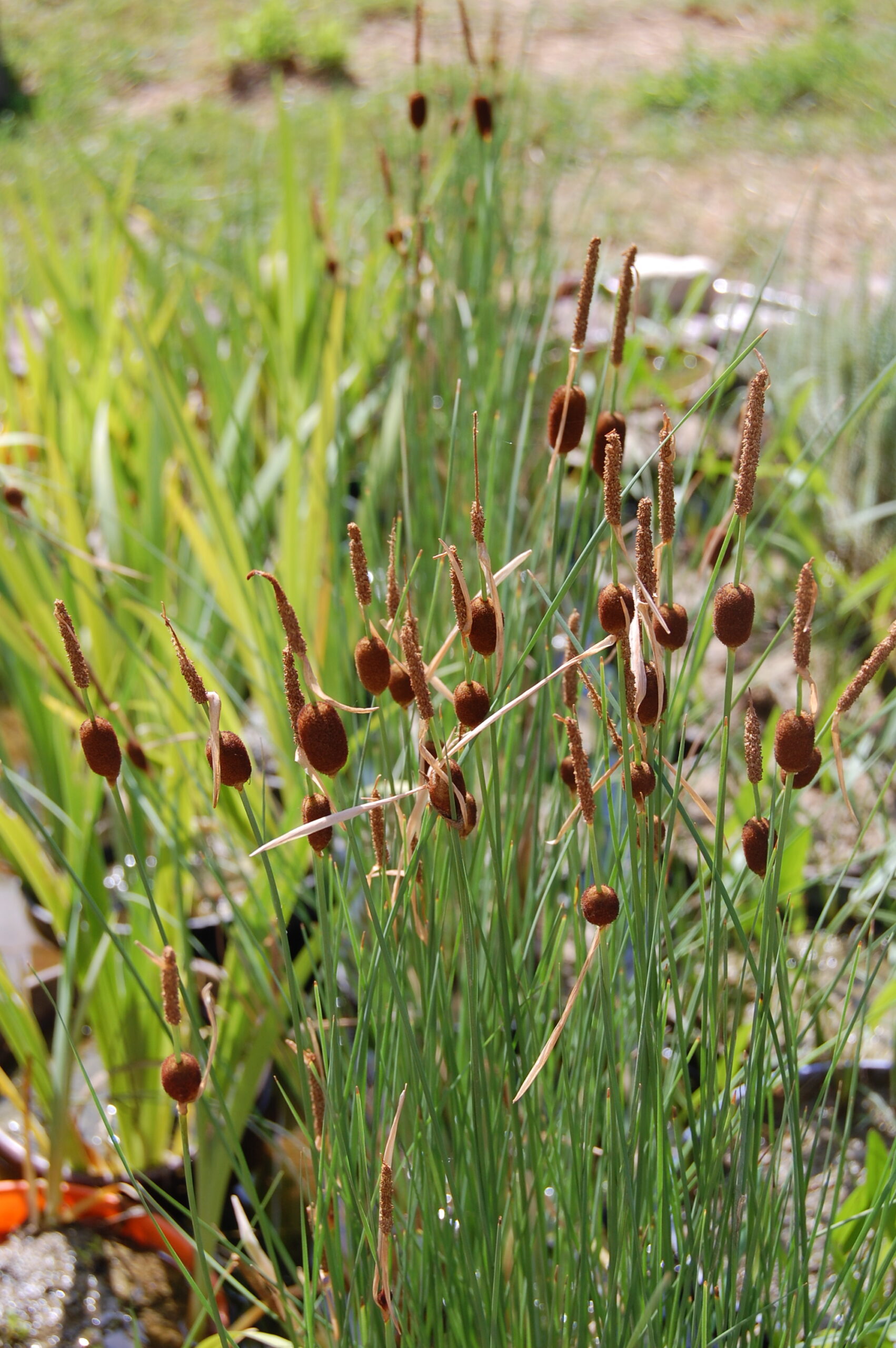 acheter Typha Minima for sale buy on line (9)