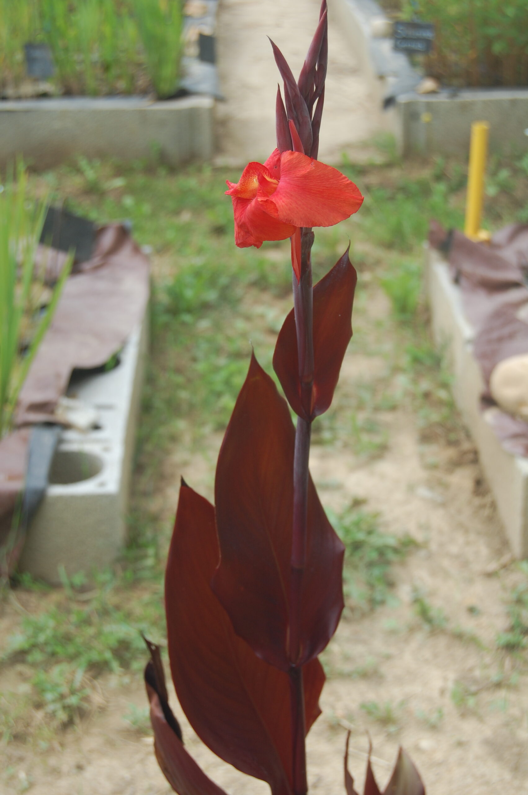 acheter canna Black Knight for sale buy on line (1)