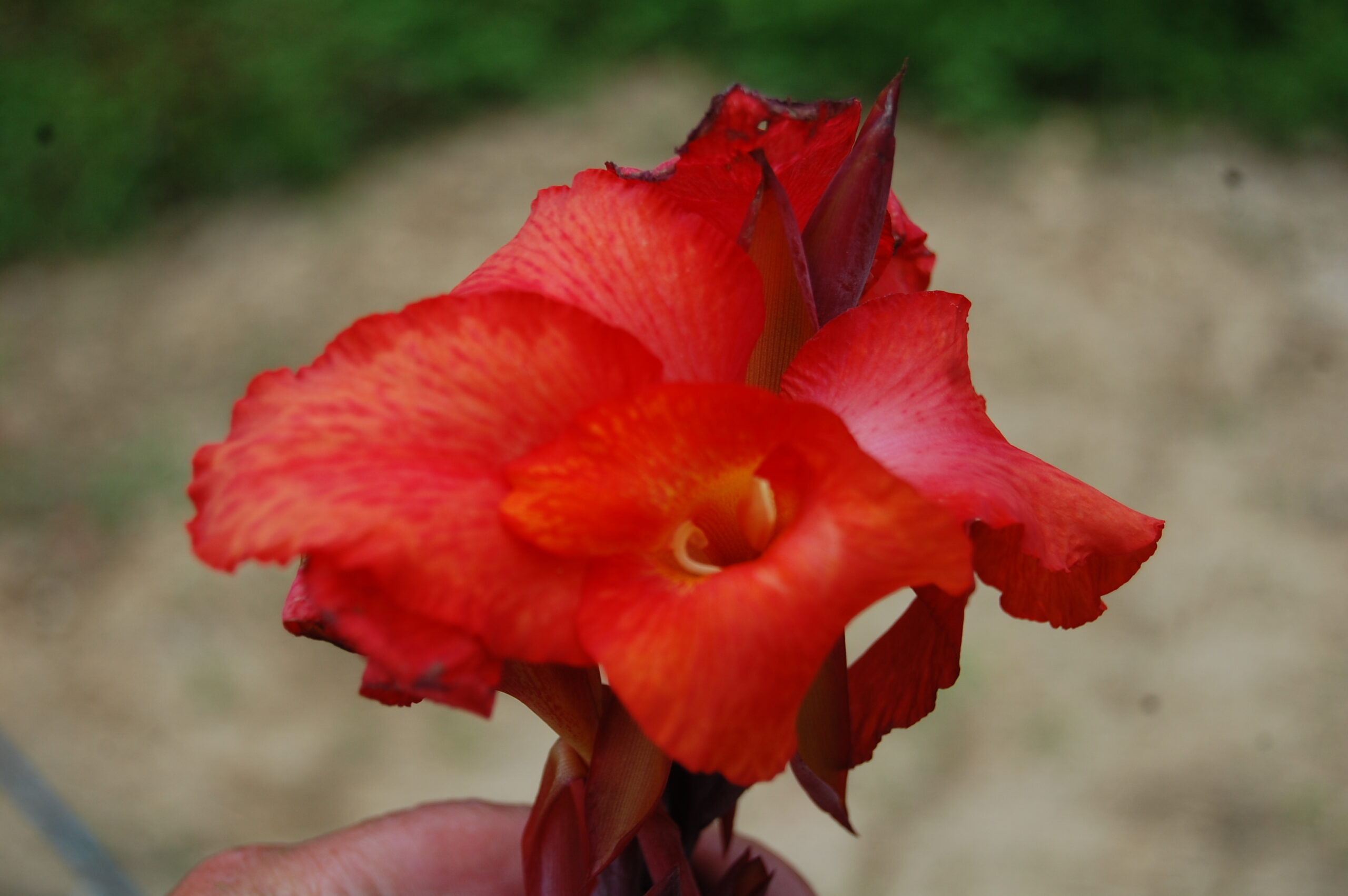 acheter canna Black Knight for sale buy on line (10)