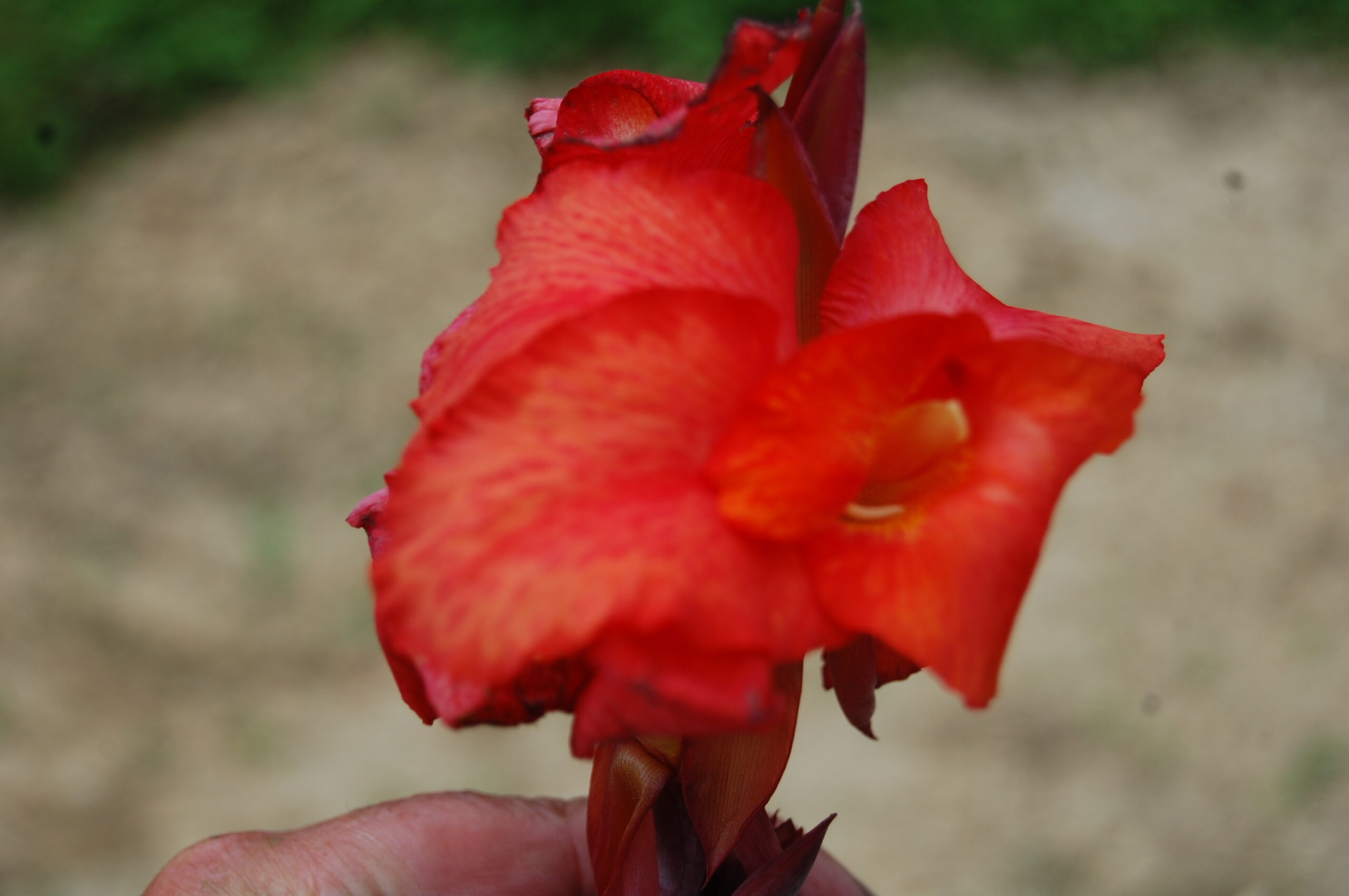 acheter canna Black Knight for sale buy on line (14)