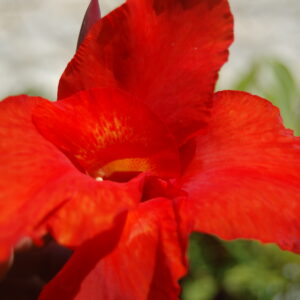 acheter canna Black Knight for sale buy on line (17)