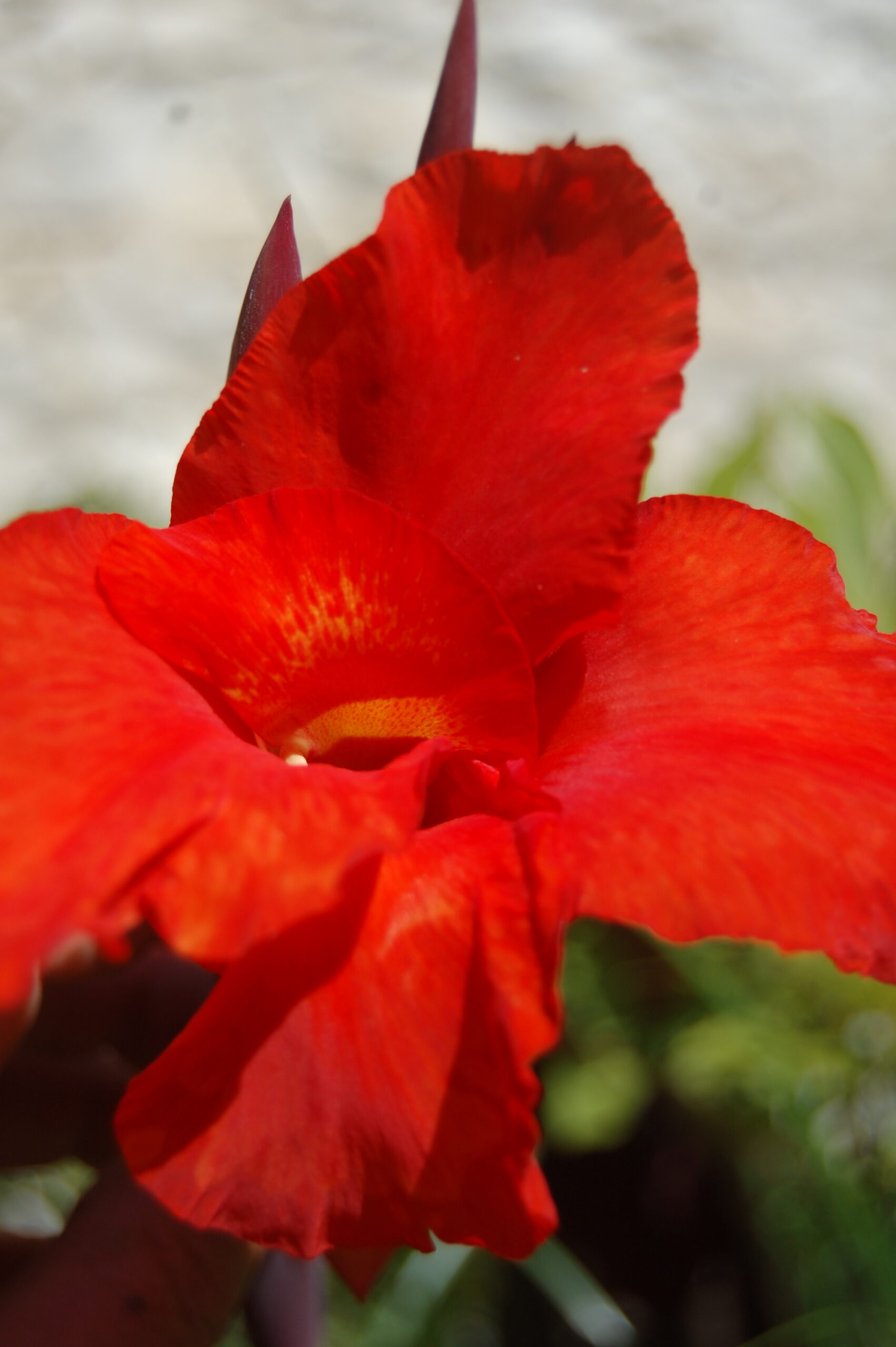 acheter canna Black Knight for sale buy on line (17)