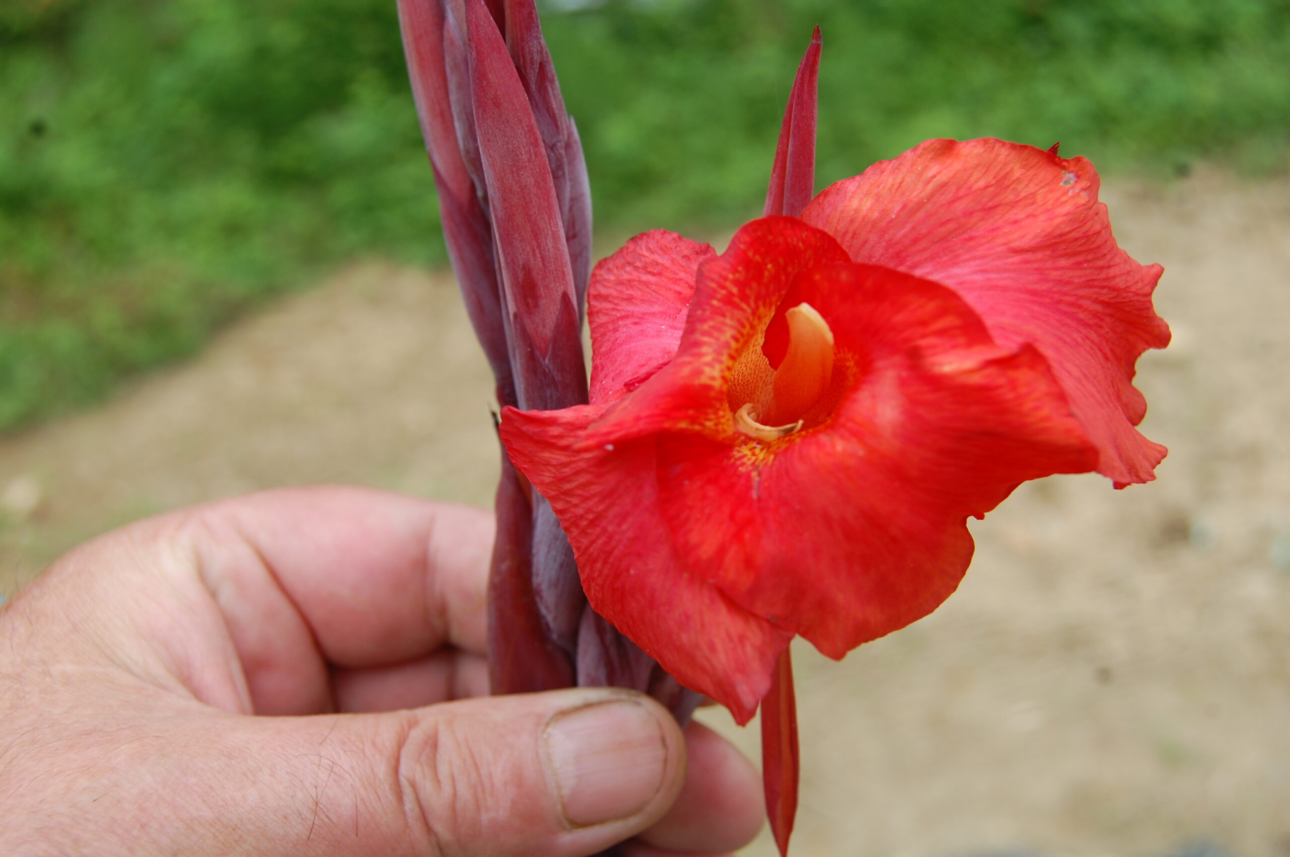 acheter canna Black Knight for sale buy on line (27)