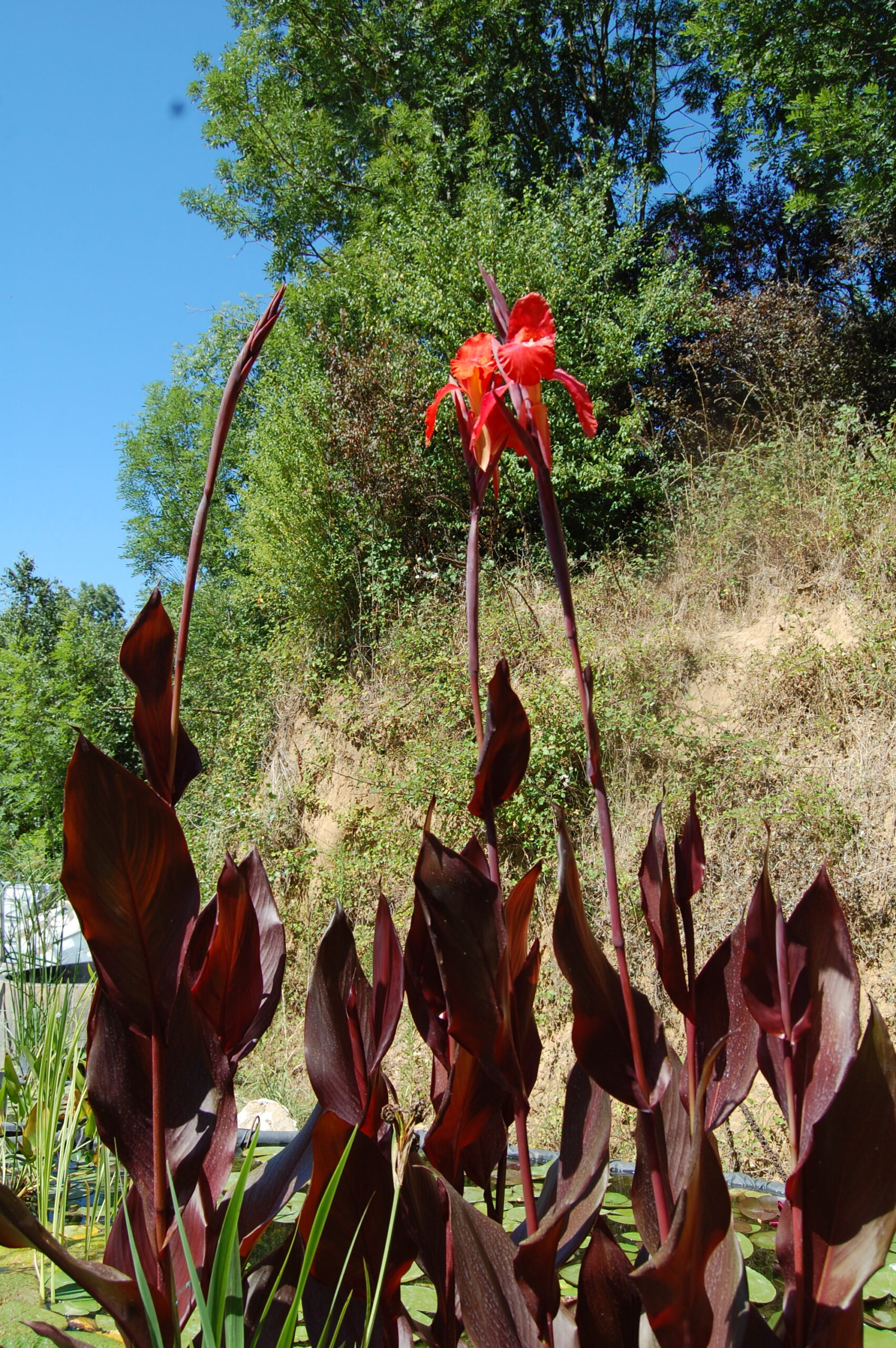 acheter canna Black Knight for sale buy on line (3)