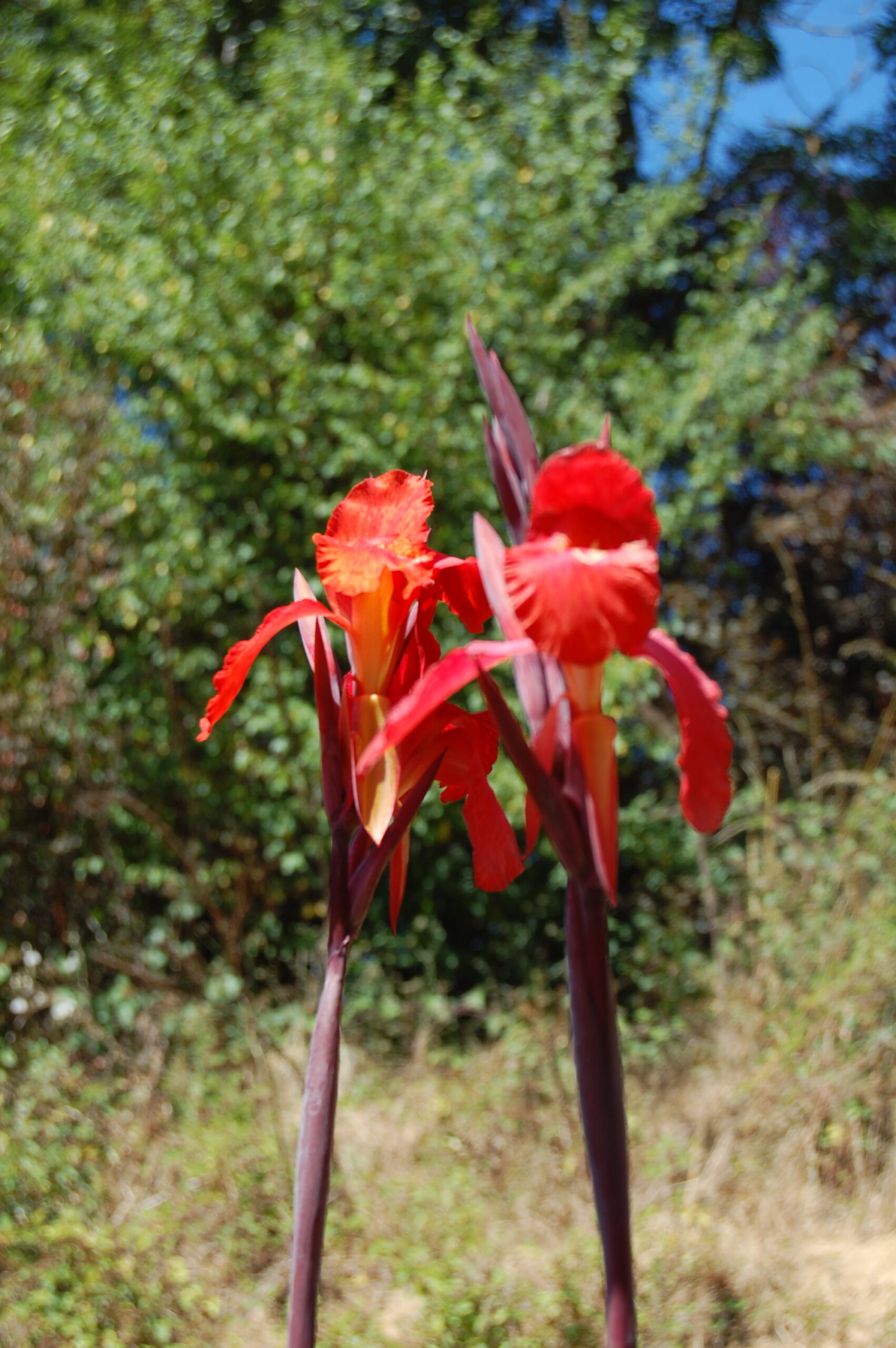 acheter canna Black Knight for sale buy on line (4)