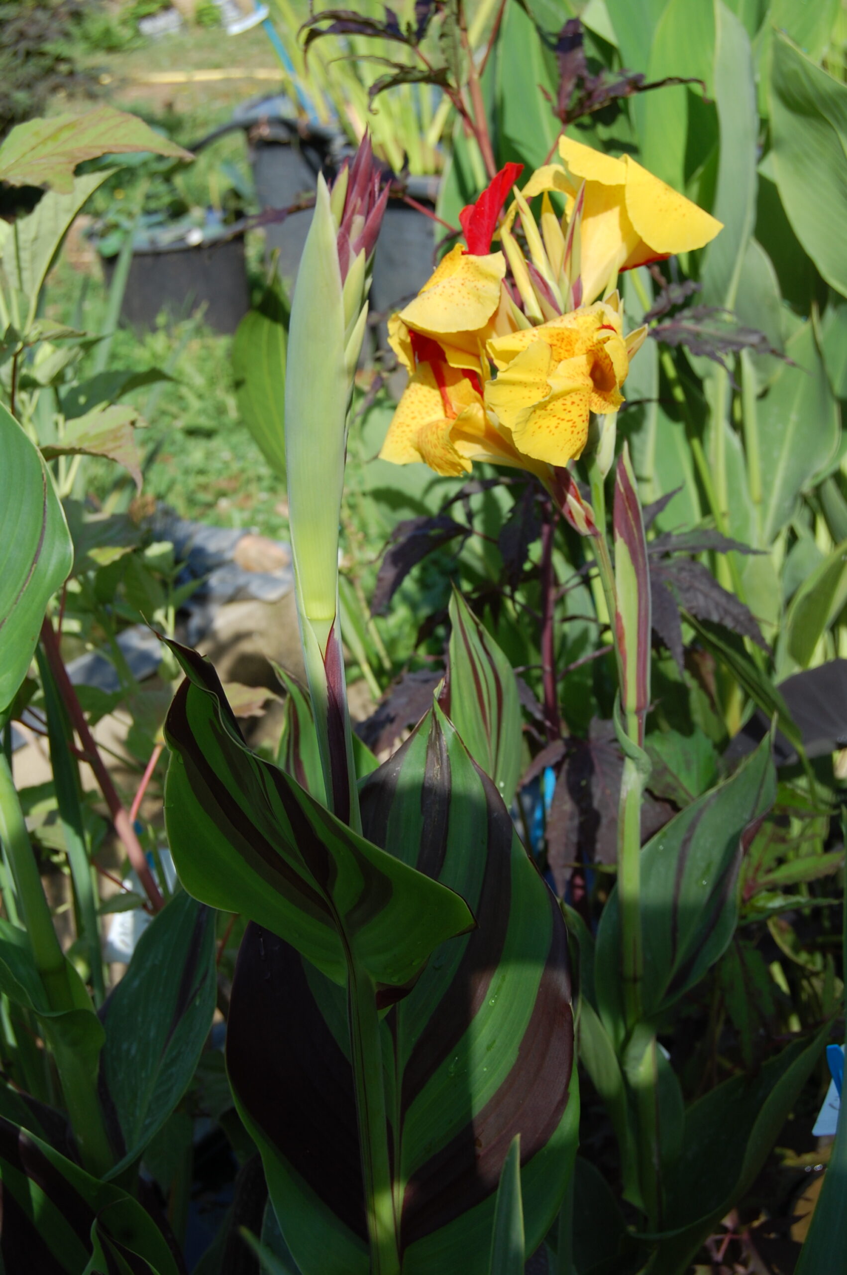 acheter canna Cleopatra for sale buy on line (1)