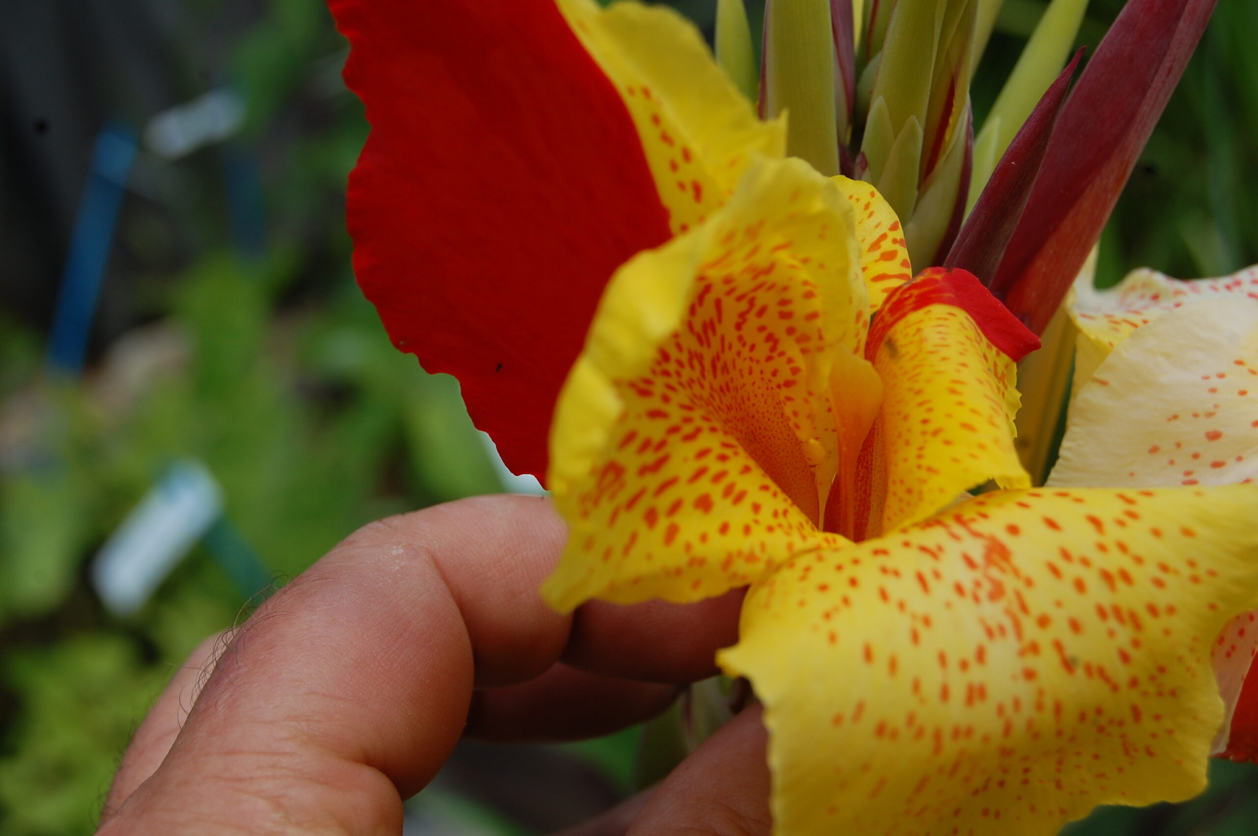 acheter canna Cleopatra for sale buy on line (10)