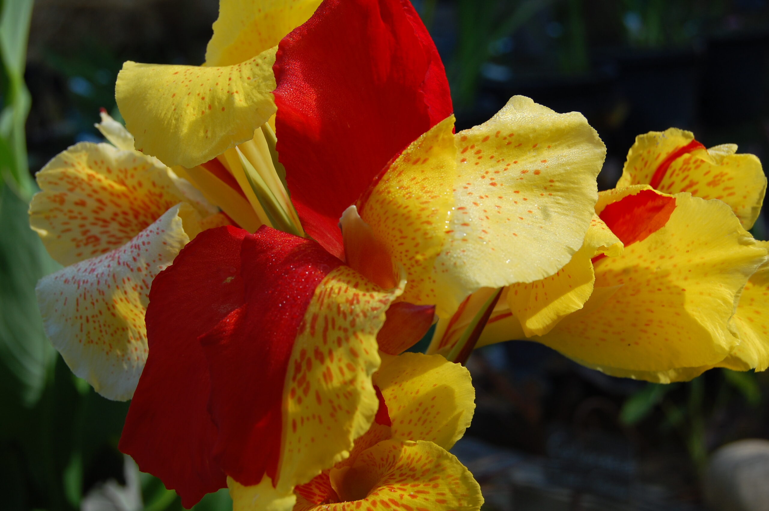 acheter canna Cleopatra for sale buy on line (12)