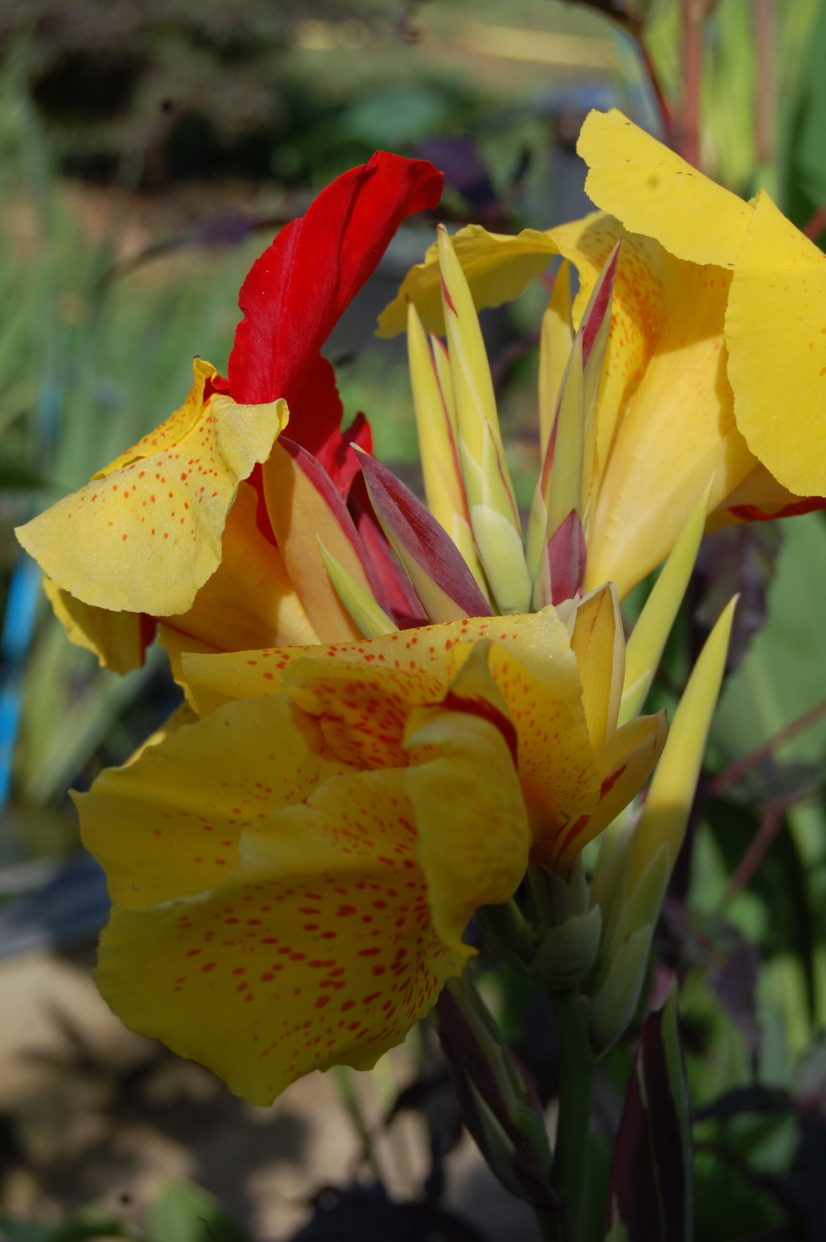 acheter canna Cleopatra for sale buy on line (19)