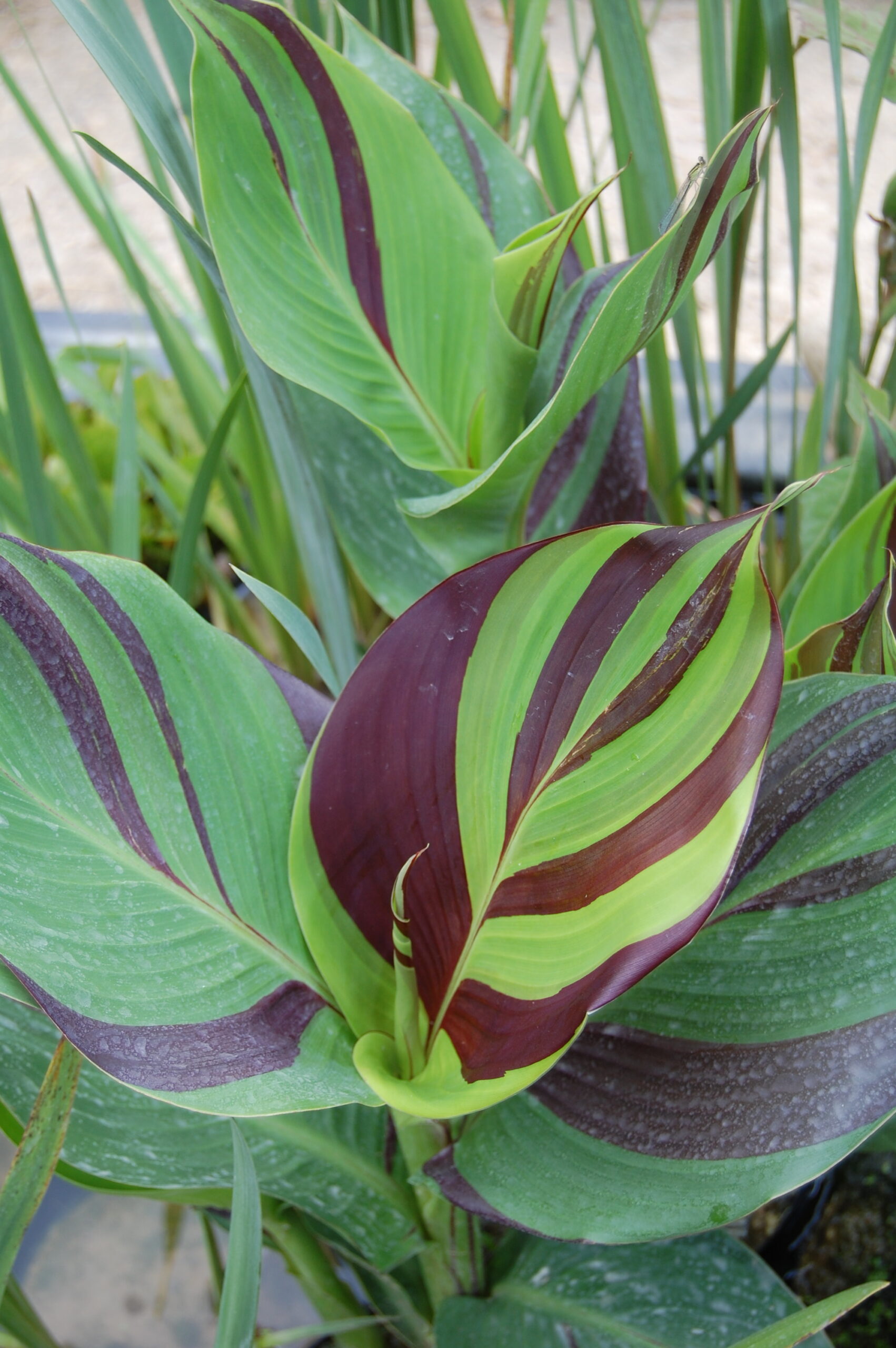 acheter canna Cleopatra for sale buy on line (2)
