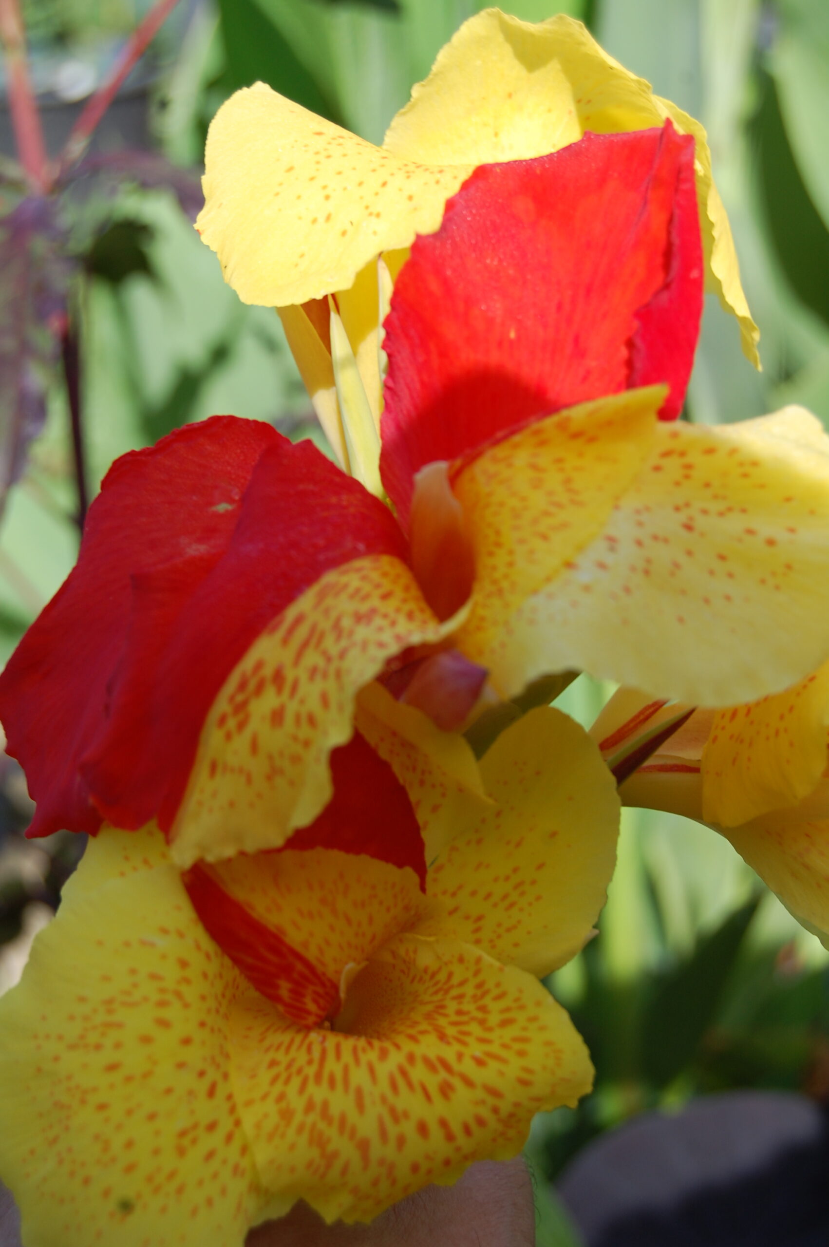 acheter canna Cleopatra for sale buy on line (20)