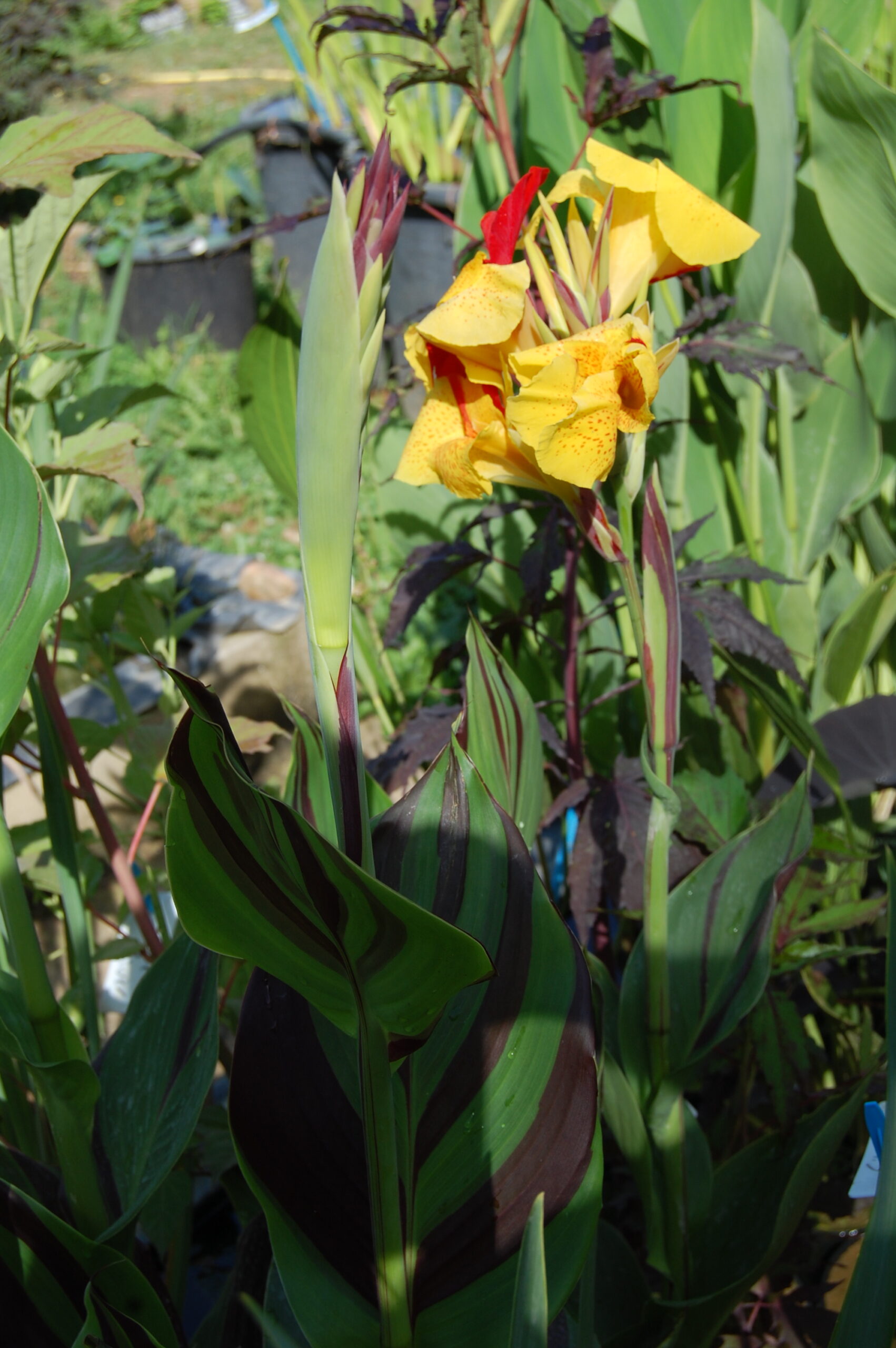 acheter canna Cleopatra for sale buy on line (26)