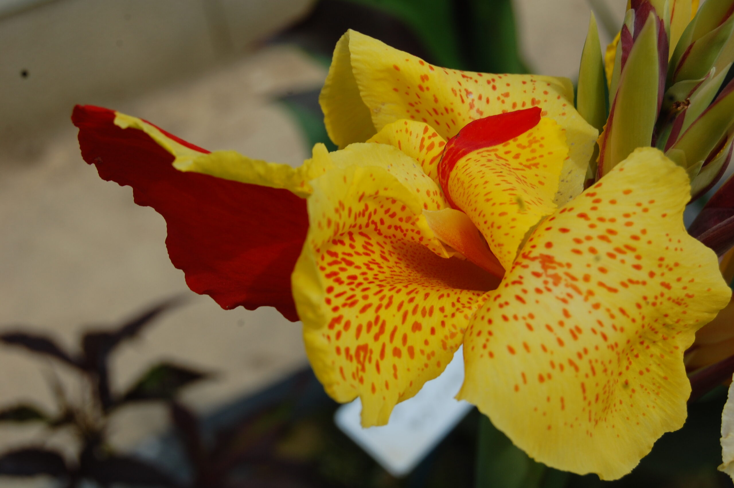 acheter canna Cleopatra for sale buy on line (4)