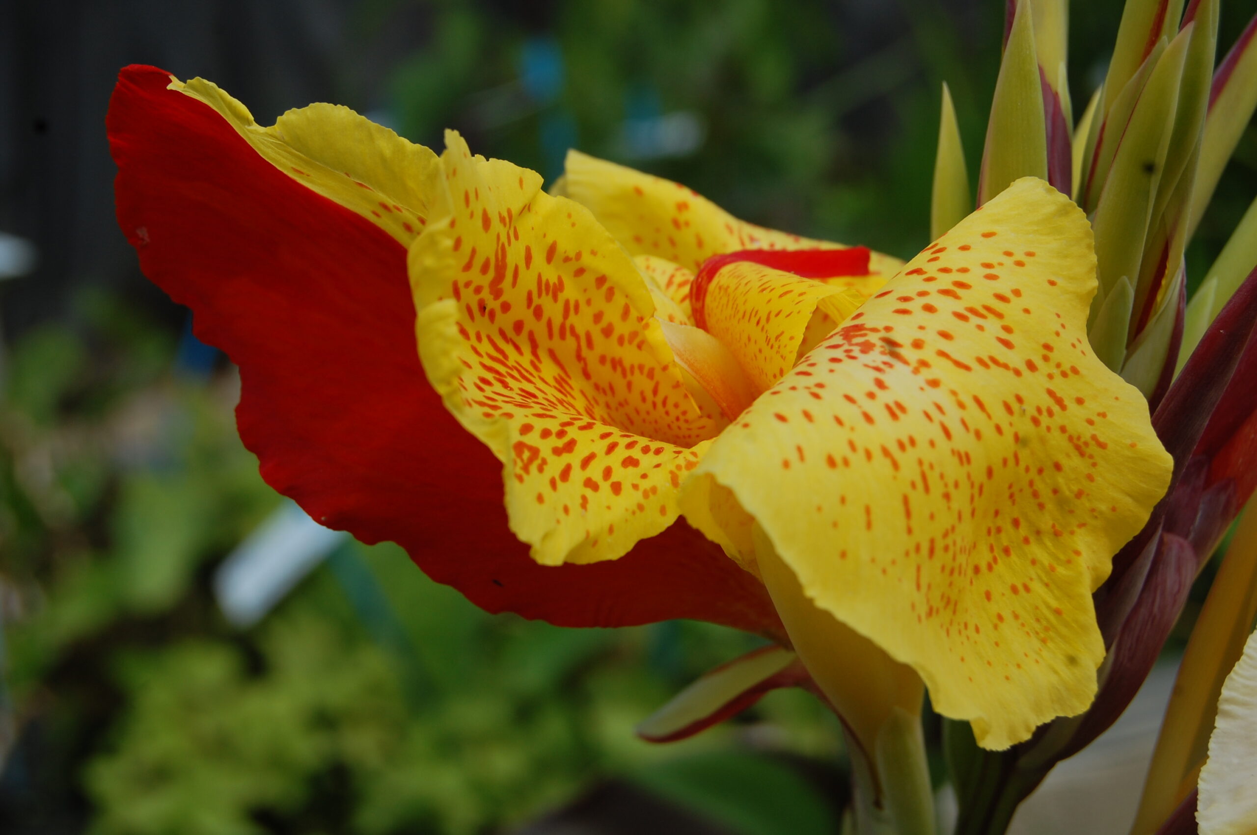 acheter canna Cleopatra for sale buy on line (8)