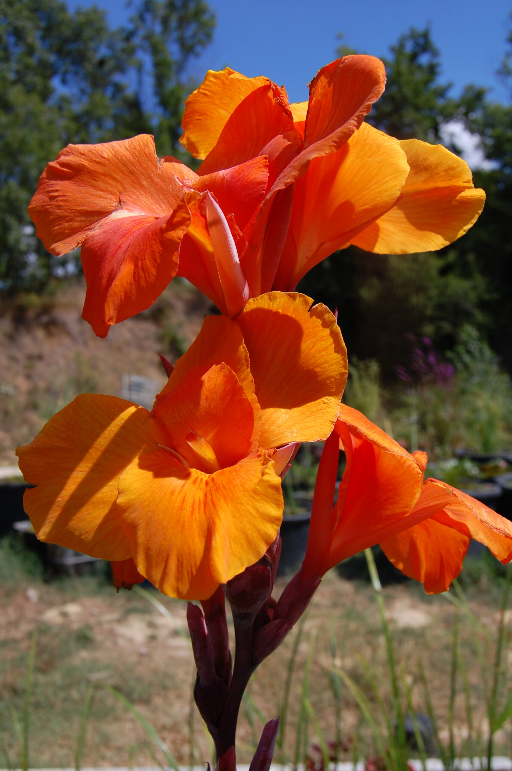 acheter canna Durban for sale buy on line (1)