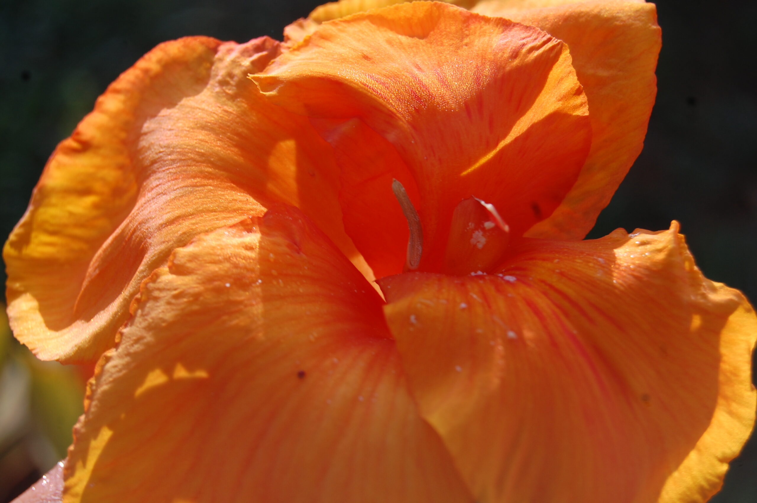 acheter canna Durban for sale buy on line (10)