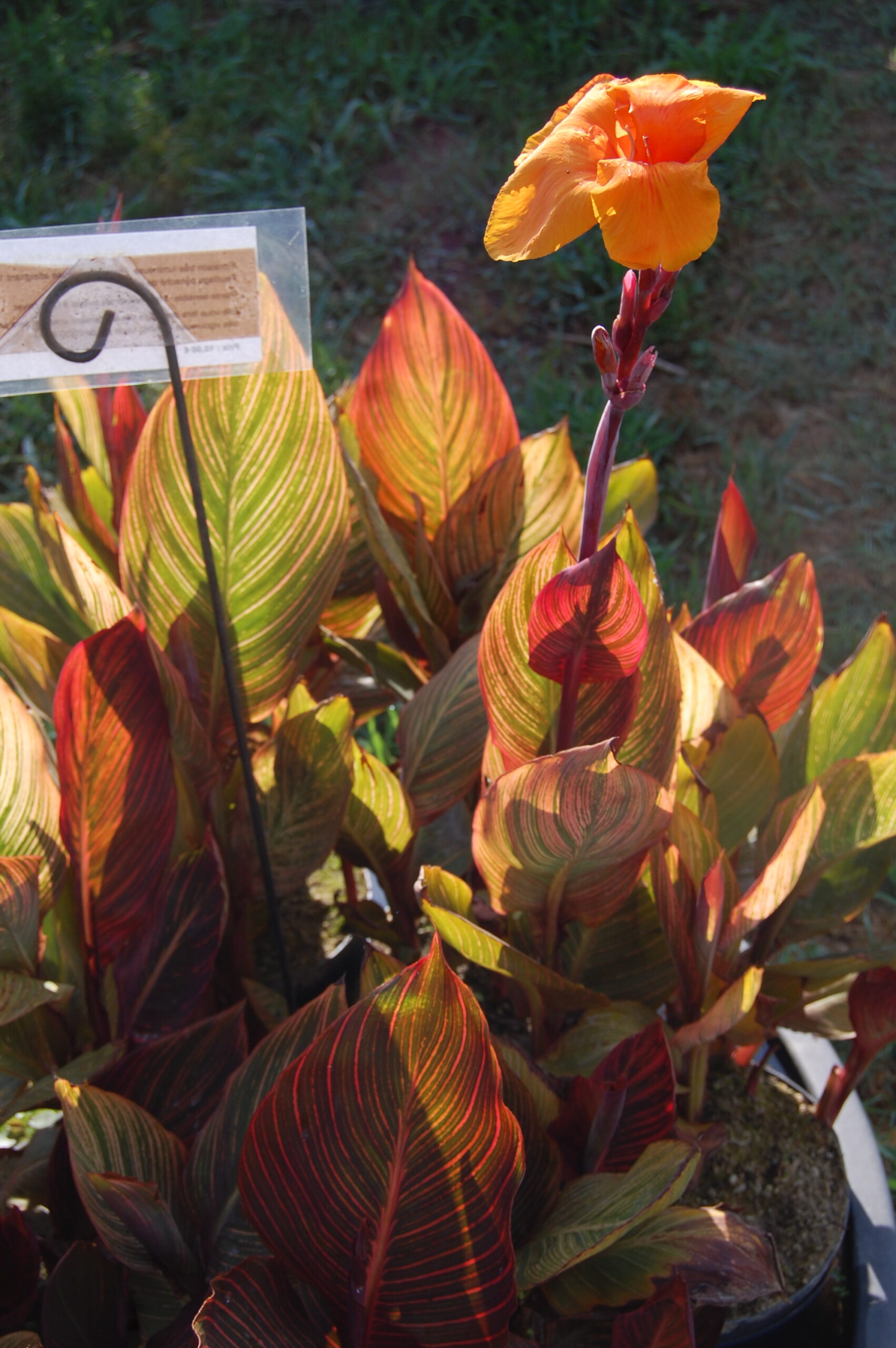 acheter canna Durban for sale buy on line (18)