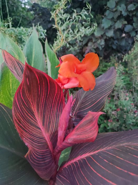 acheter canna Durban for sale buy on line (2)