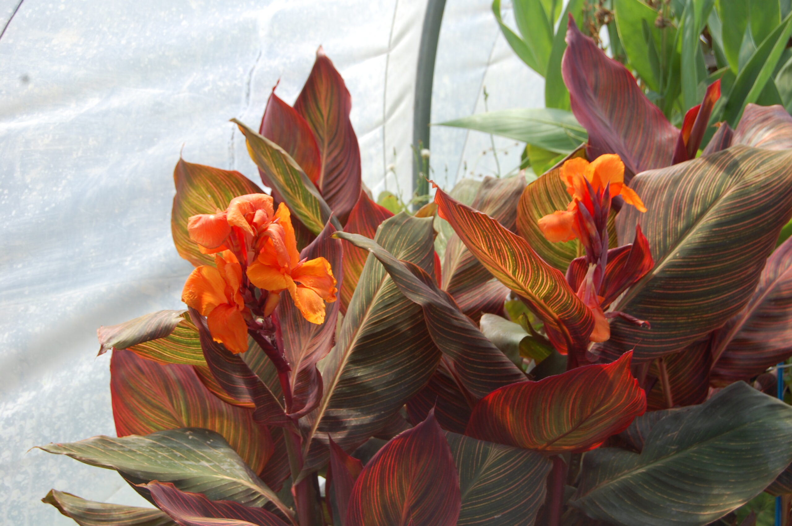 acheter canna Durban for sale buy on line (20)
