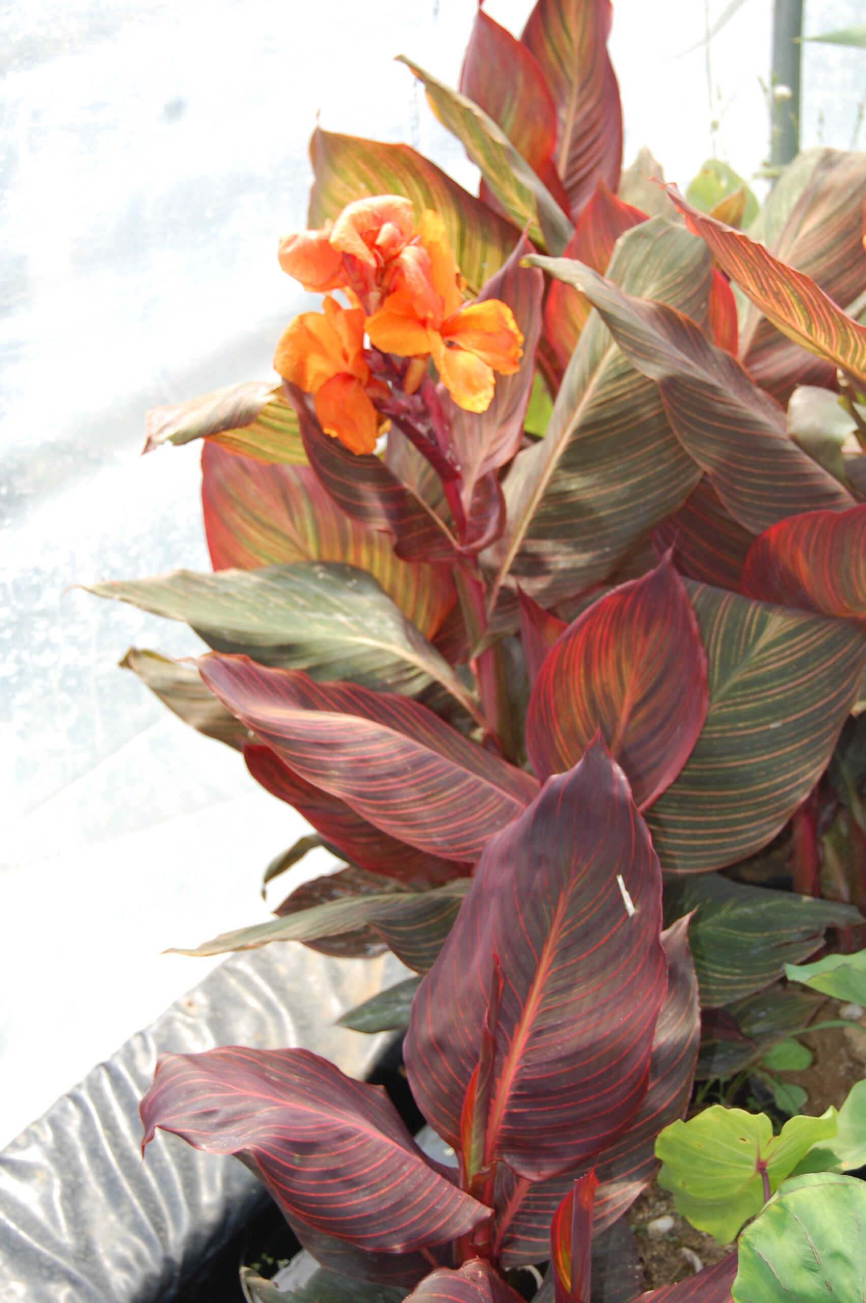 acheter canna Durban for sale buy on line (24)
