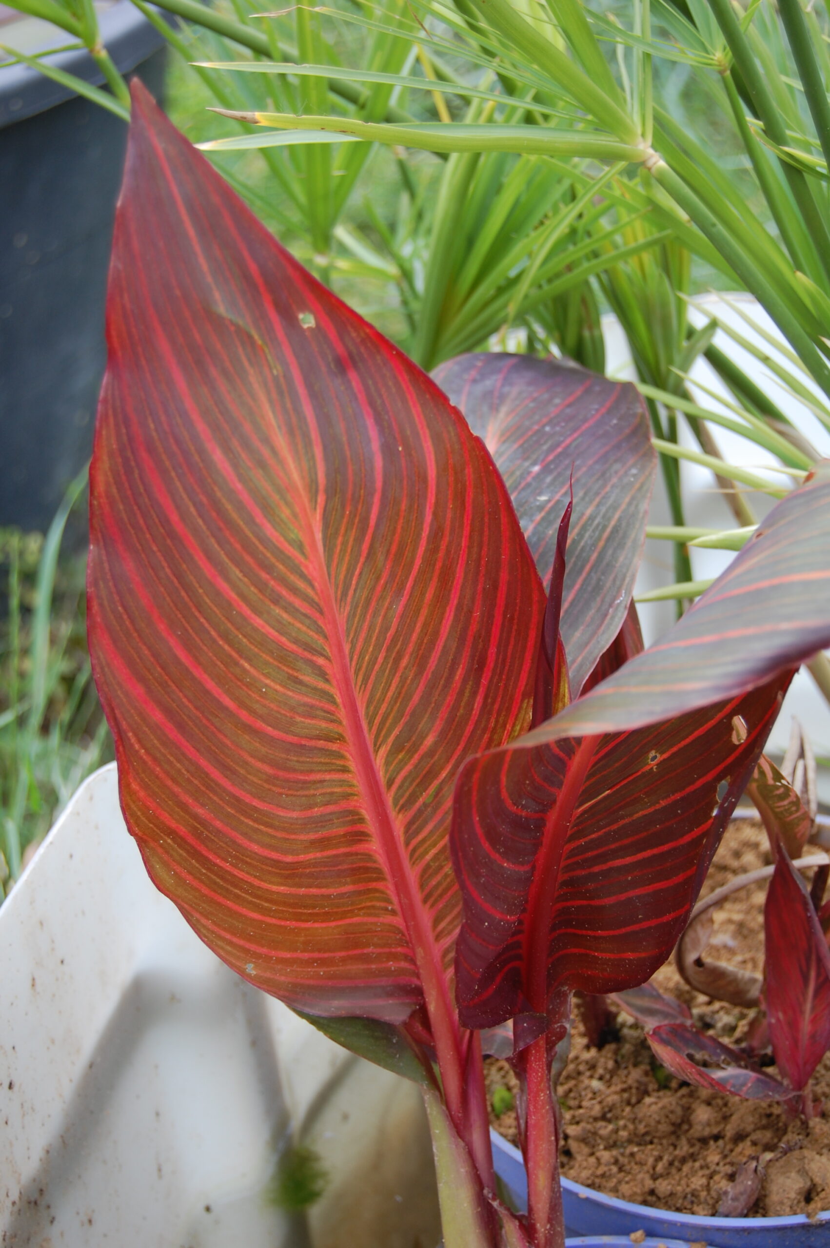 acheter canna Durban for sale buy on line (33)