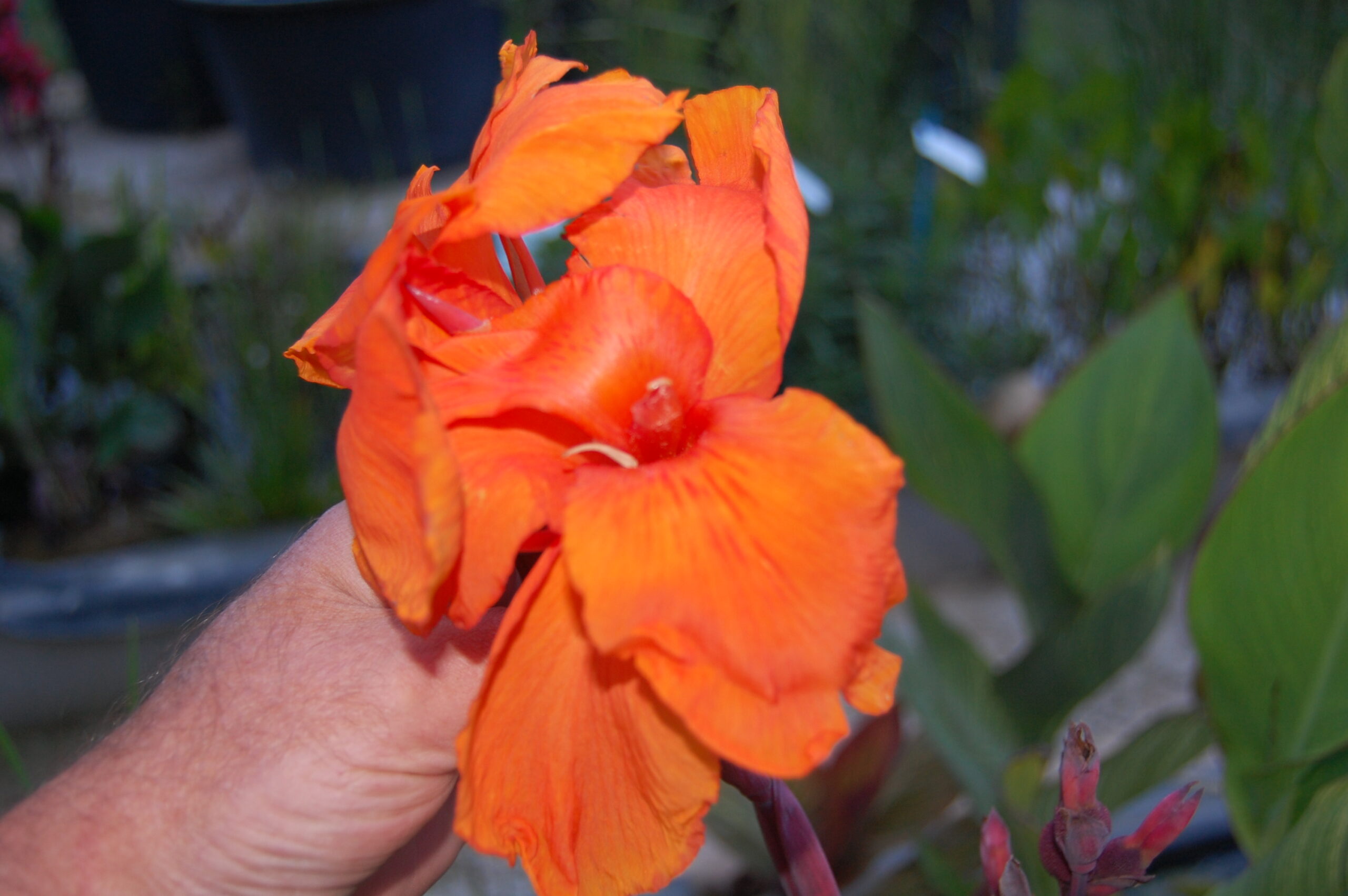 acheter canna Durban for sale buy on line (35)