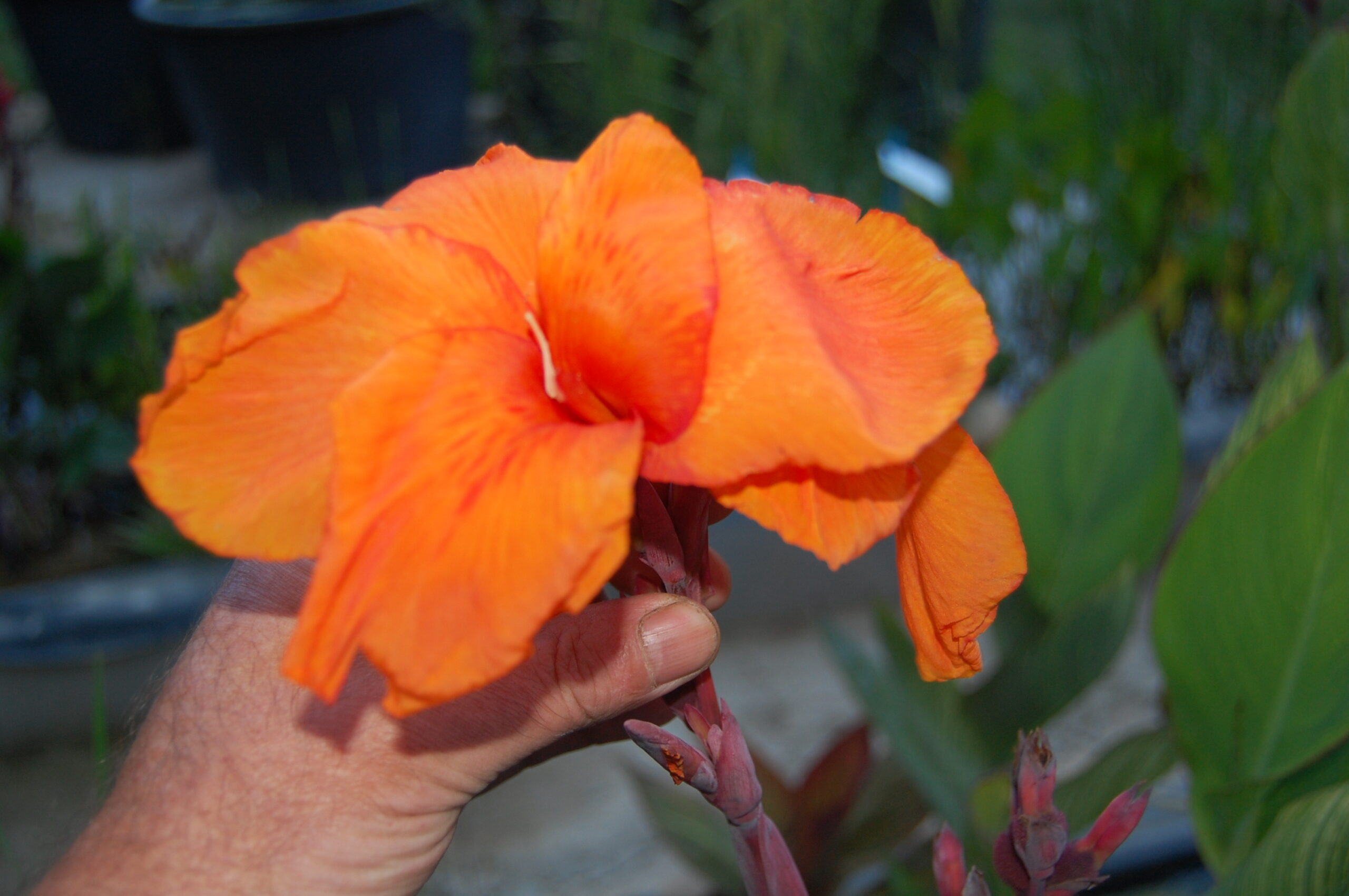 acheter canna Durban for sale buy on line (37)