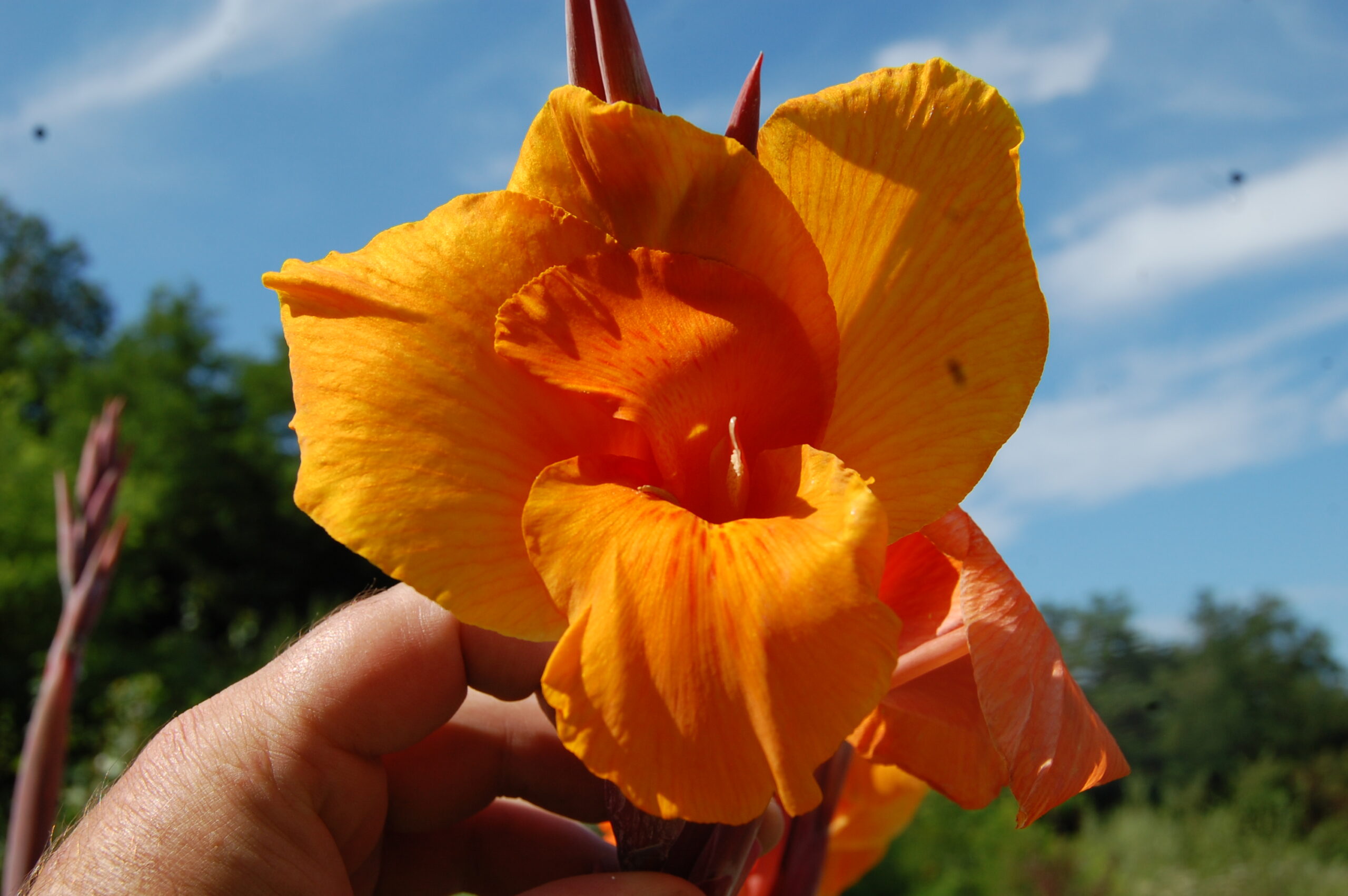 acheter canna Durban for sale buy on line (43)