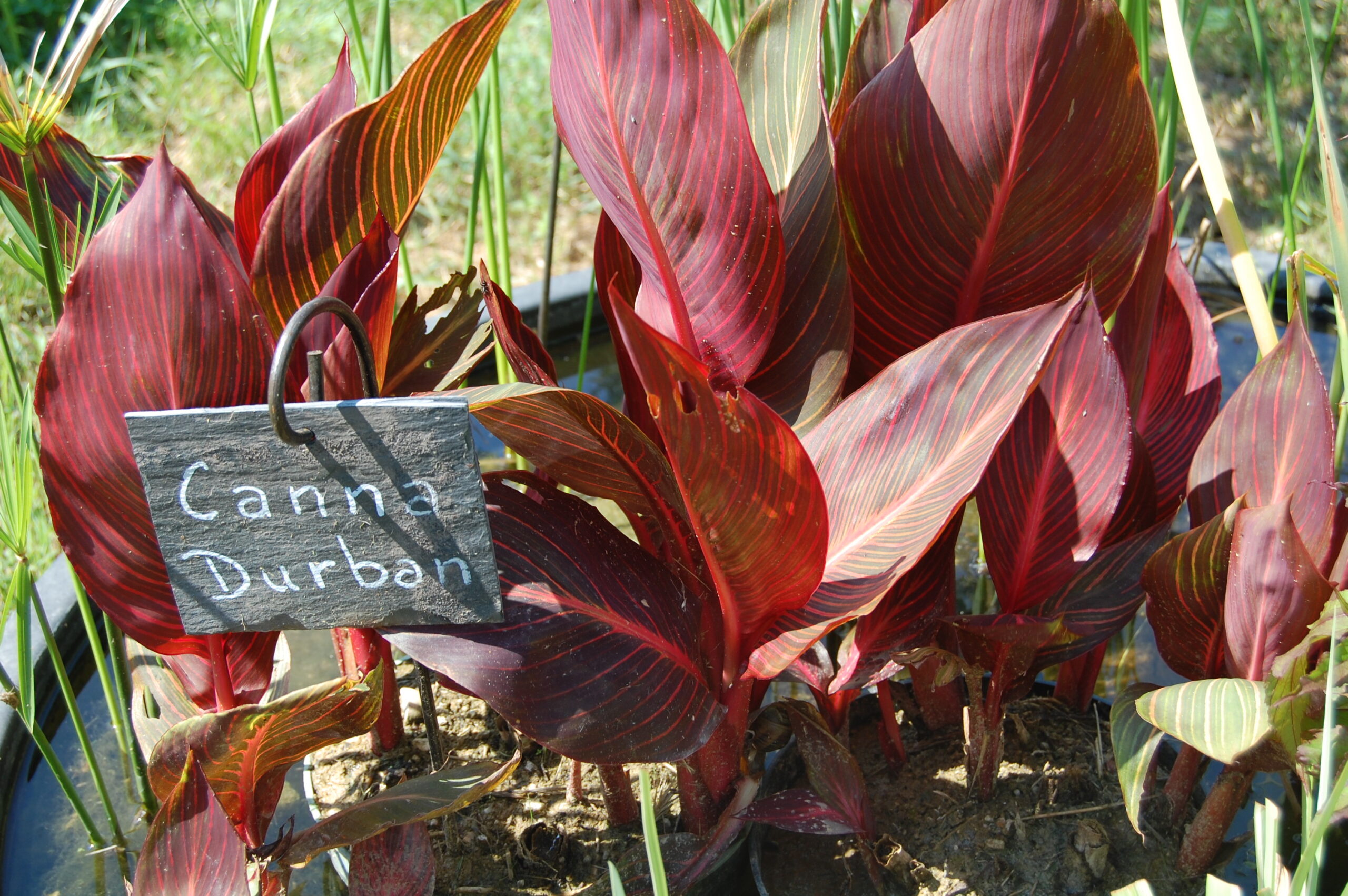 acheter canna Durban for sale buy on line (44)