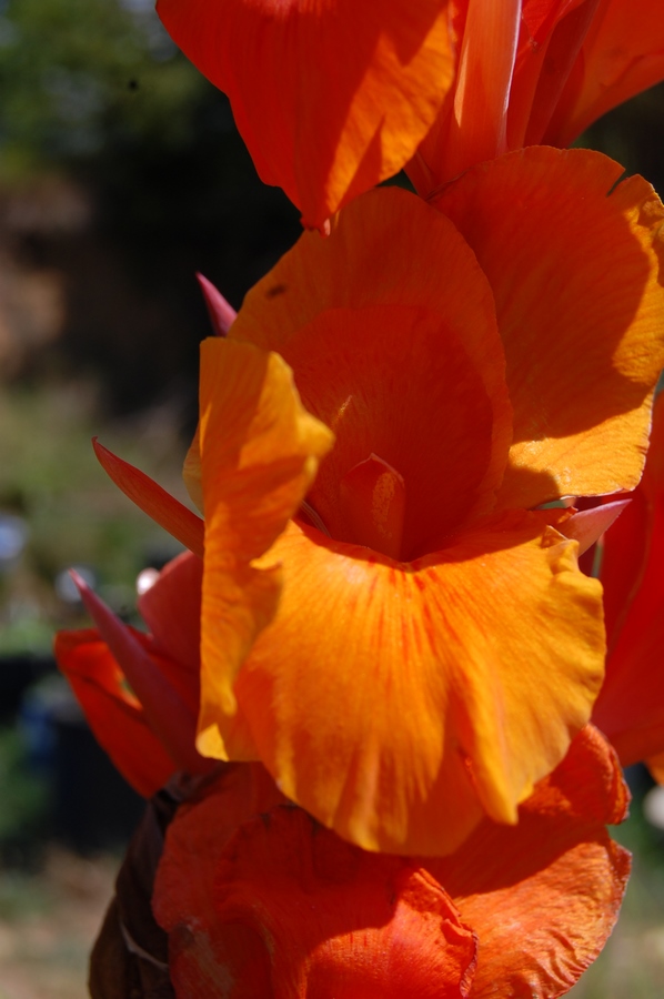 acheter canna Durban for sale buy on line (46)