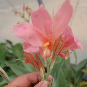 acheter canna Erebus for sale buy on line (1)