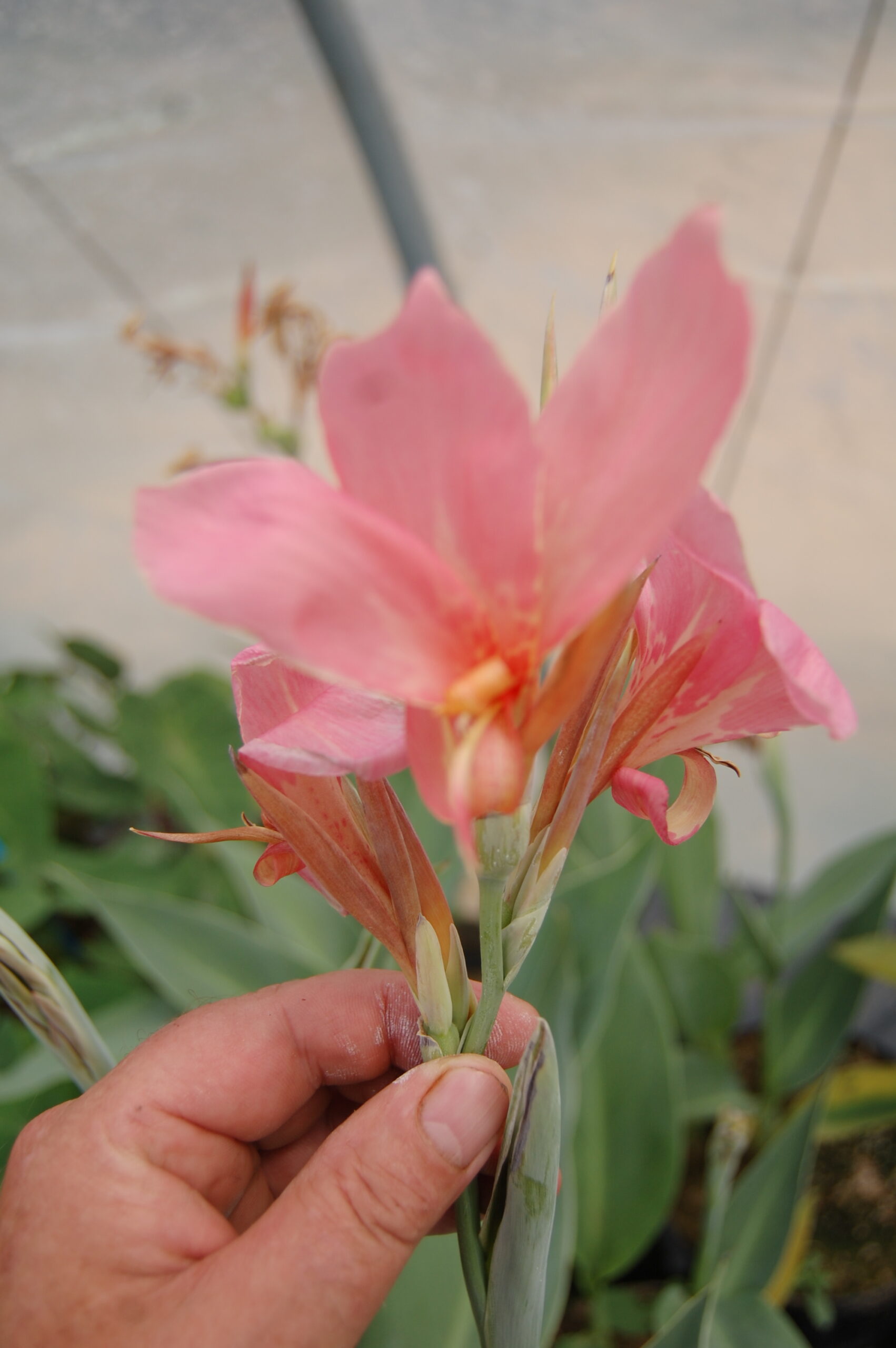 acheter canna Erebus for sale buy on line (1)