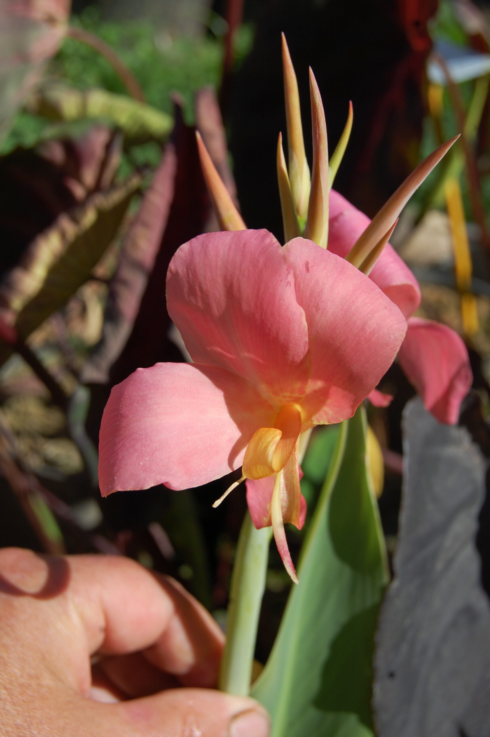acheter canna Erebus for sale buy on line (10)