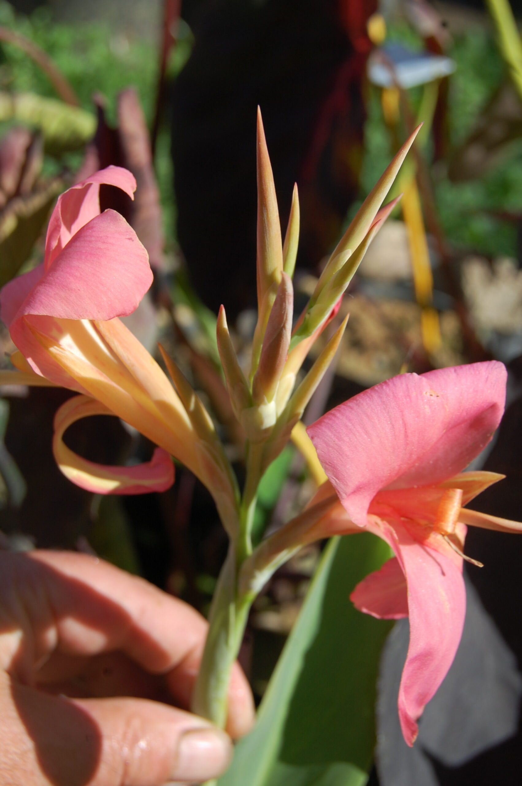 acheter canna Erebus for sale buy on line (13)