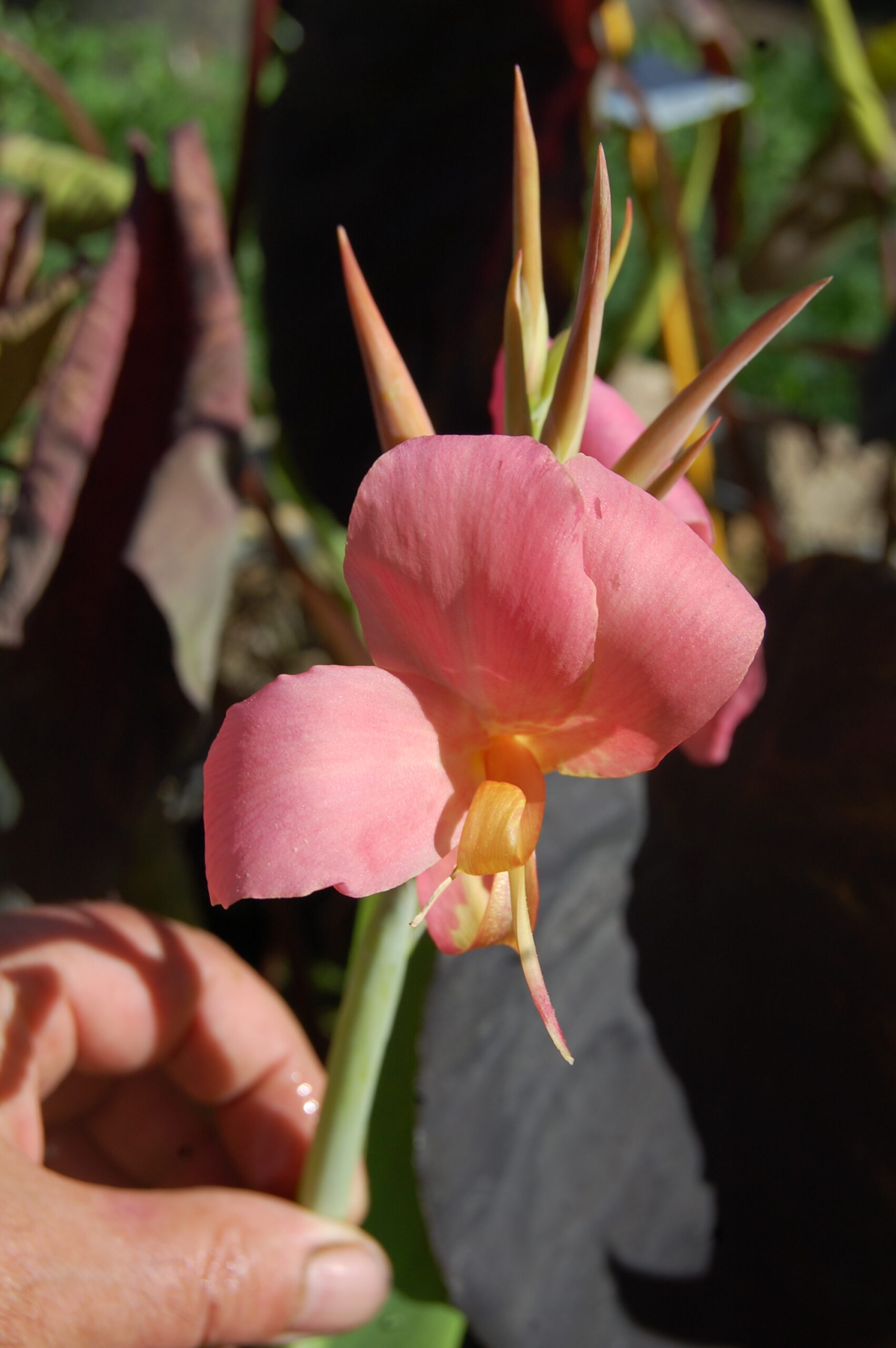 acheter canna Erebus for sale buy on line (18)