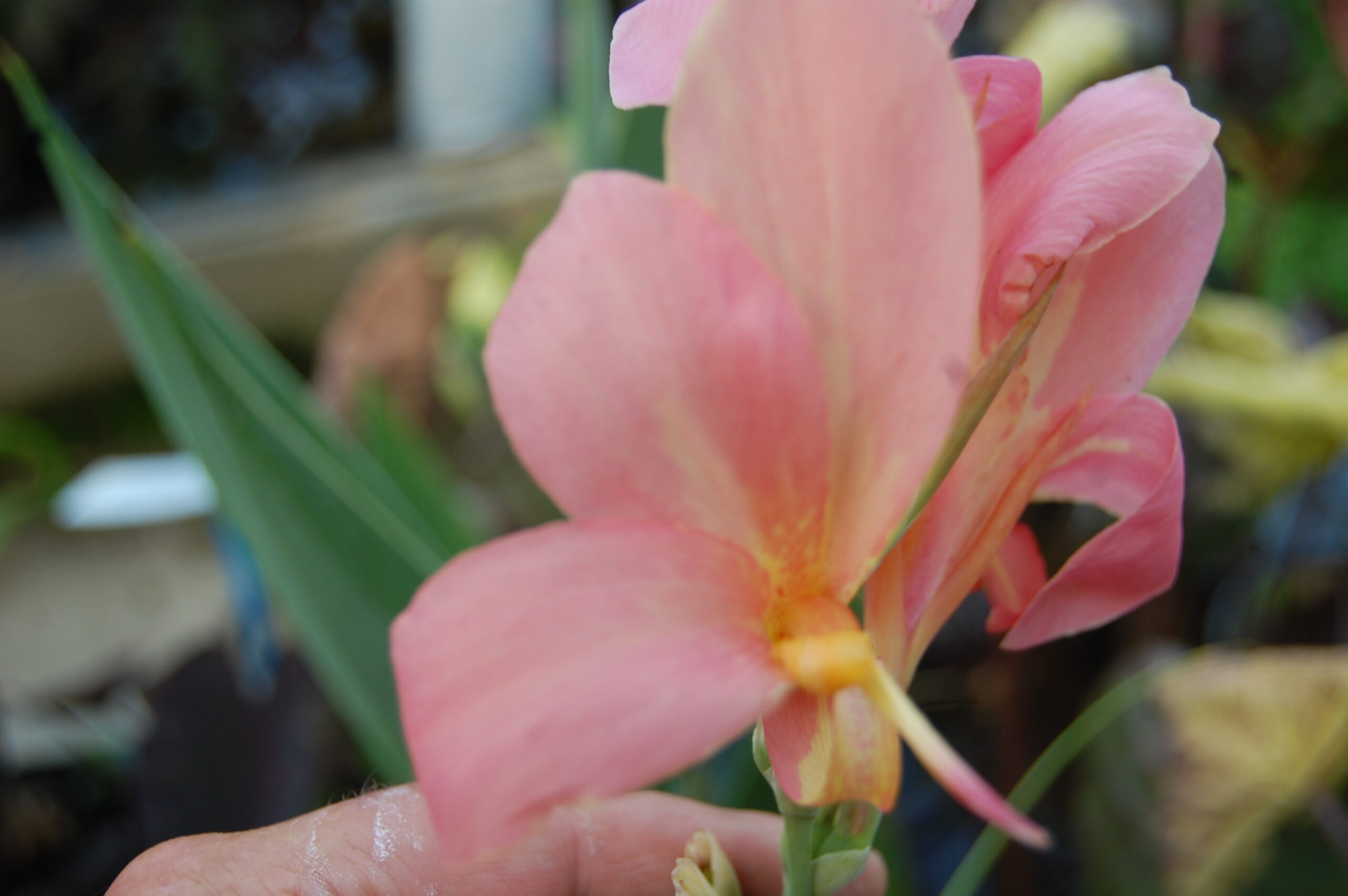 acheter canna Erebus for sale buy on line (20)