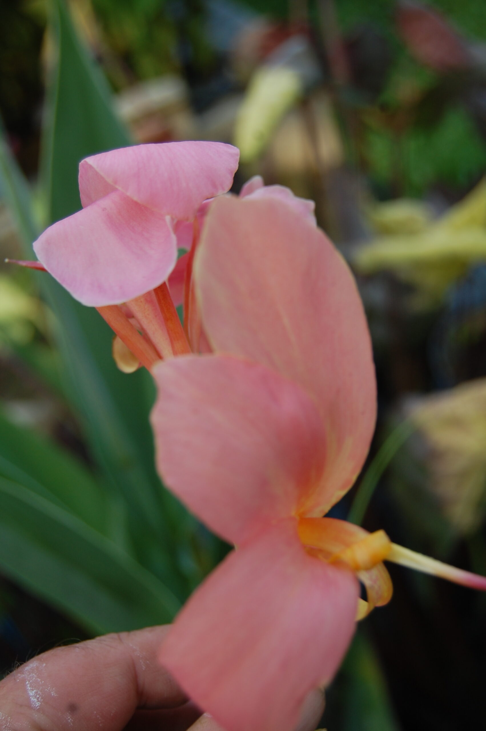 acheter canna Erebus for sale buy on line (23)