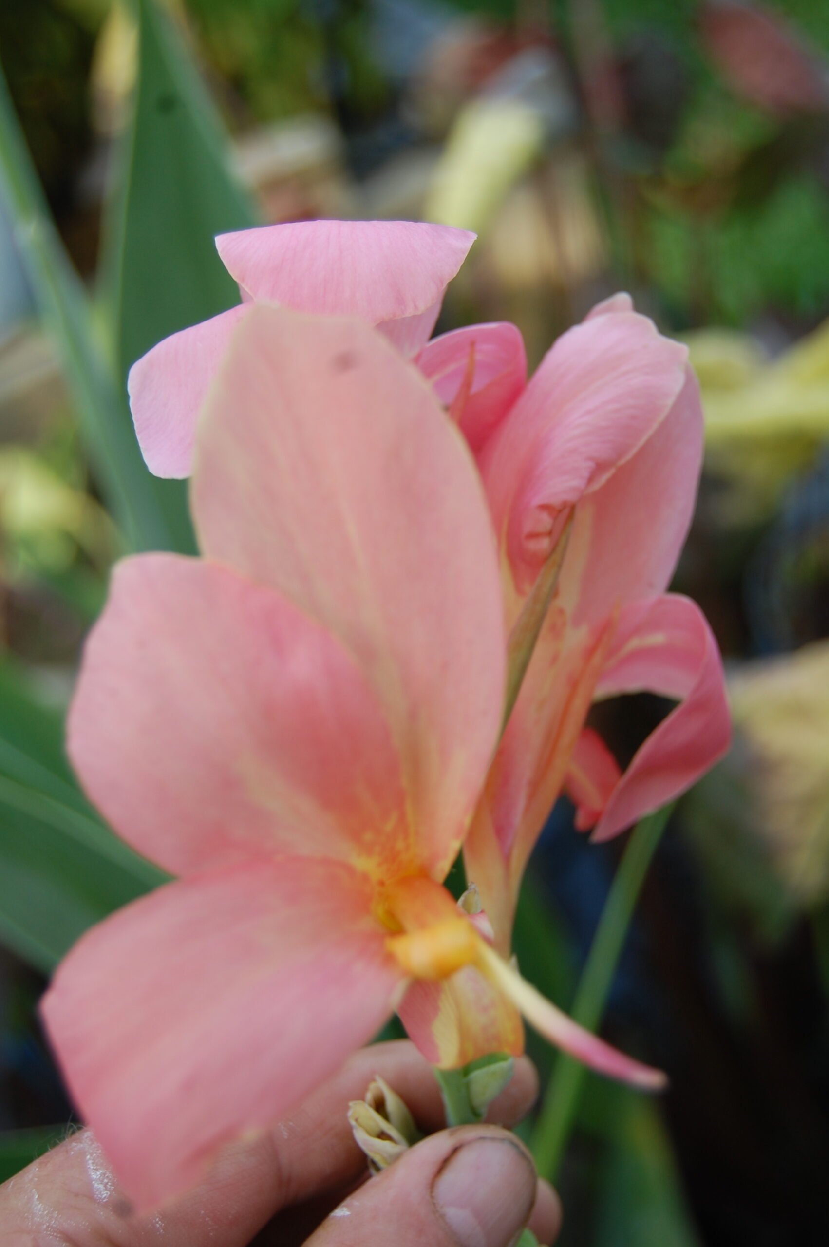 acheter canna Erebus for sale buy on line (24)