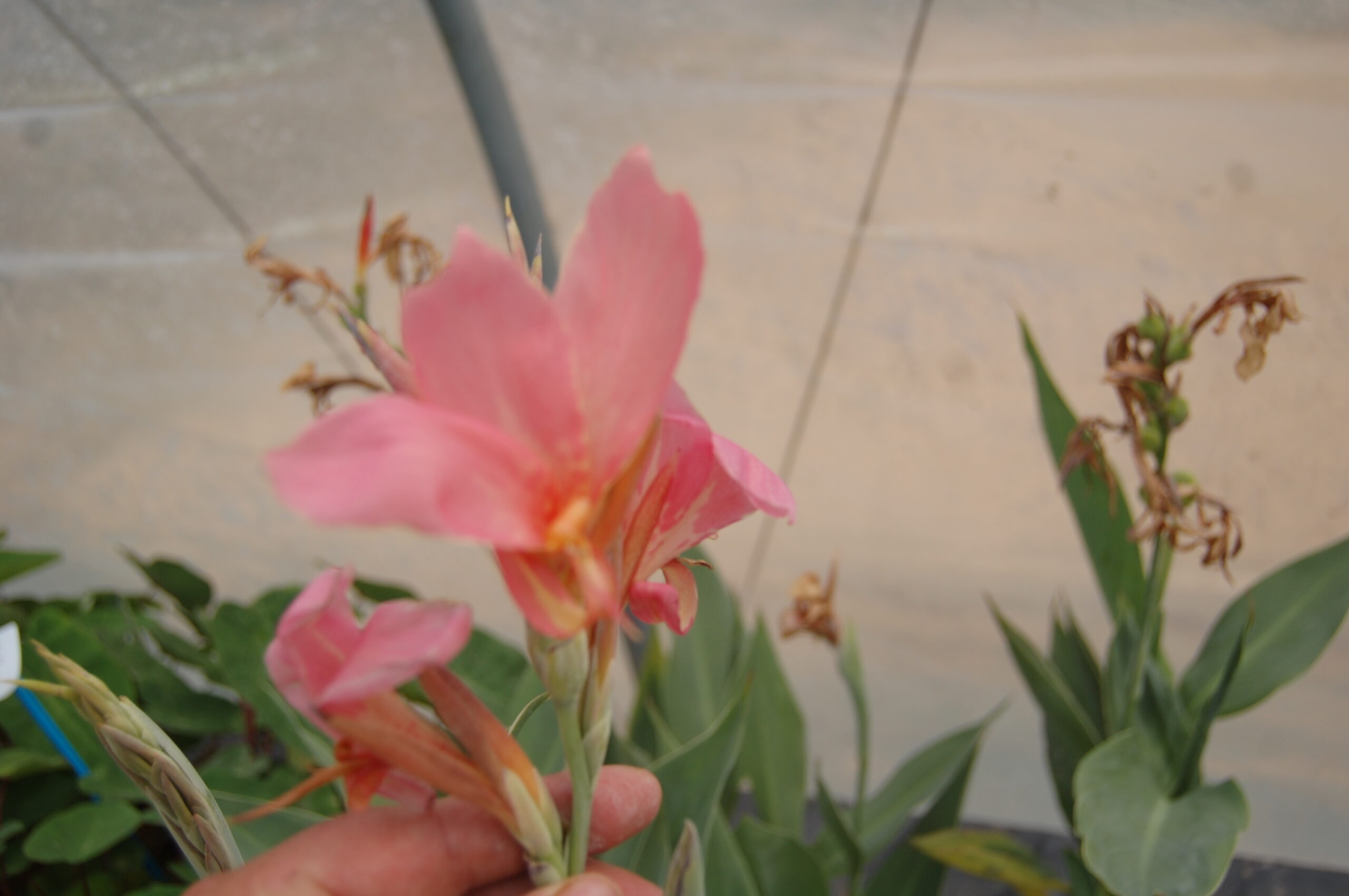 acheter canna Erebus for sale buy on line (27)