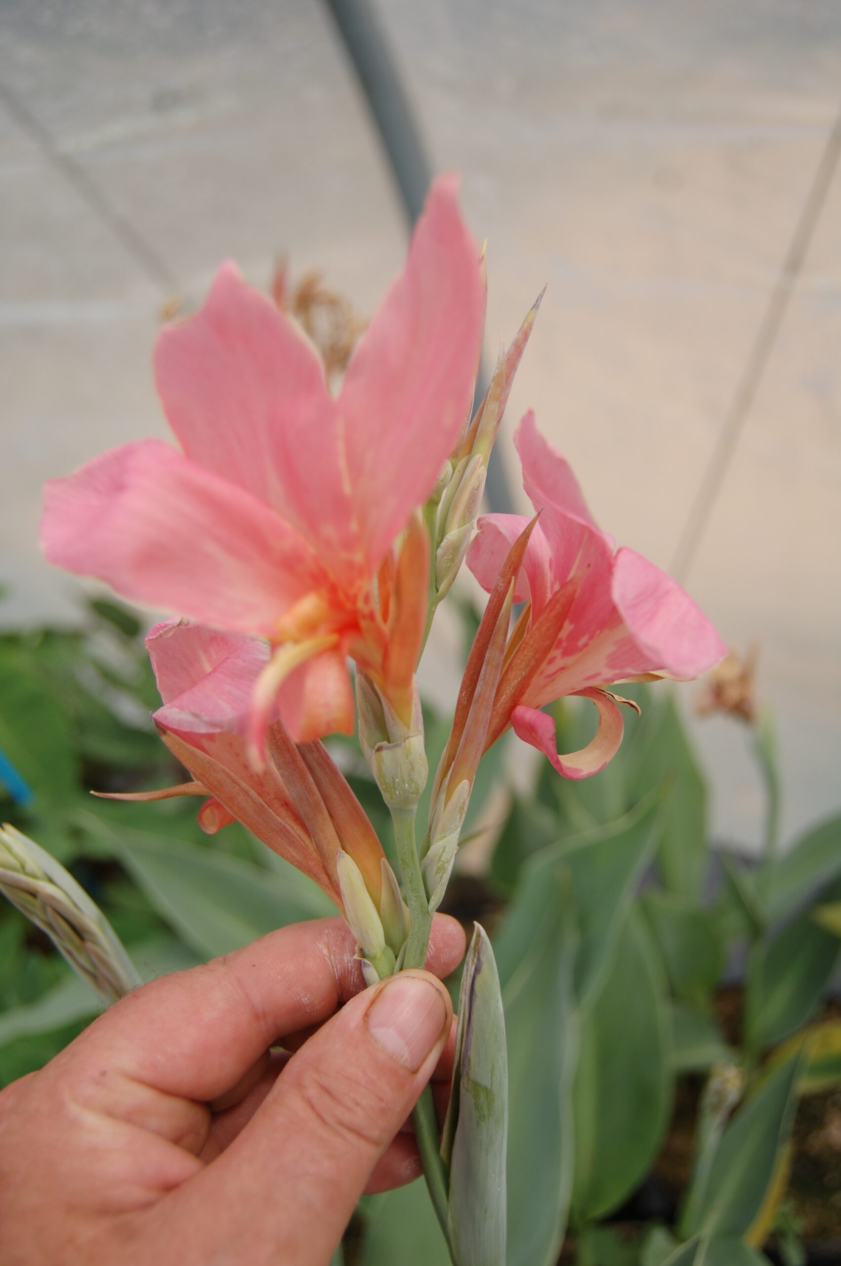 acheter canna Erebus for sale buy on line (28)