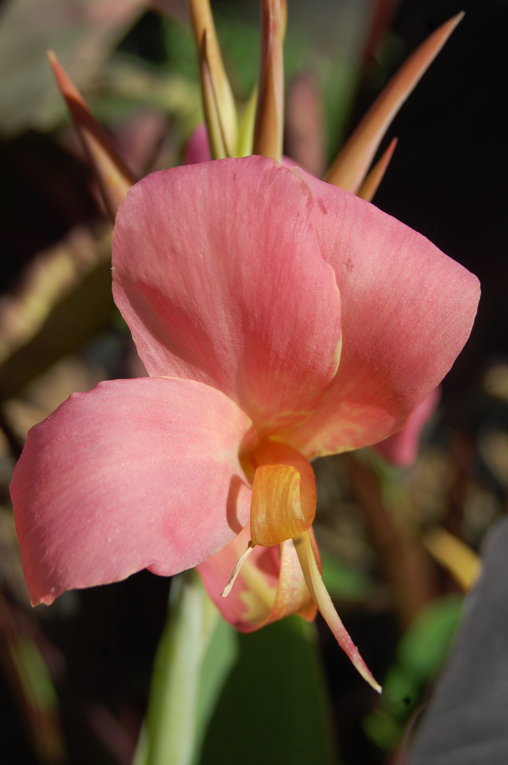 acheter canna Erebus for sale buy on line (3)
